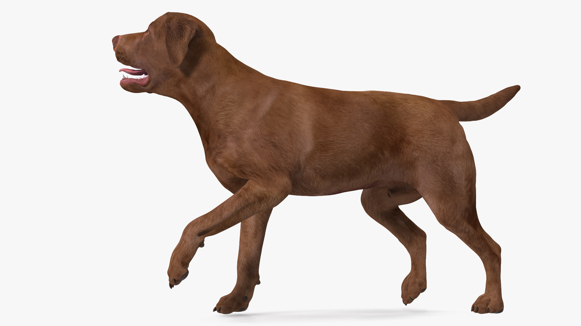 3D model Labrador Dog Brown Rigged