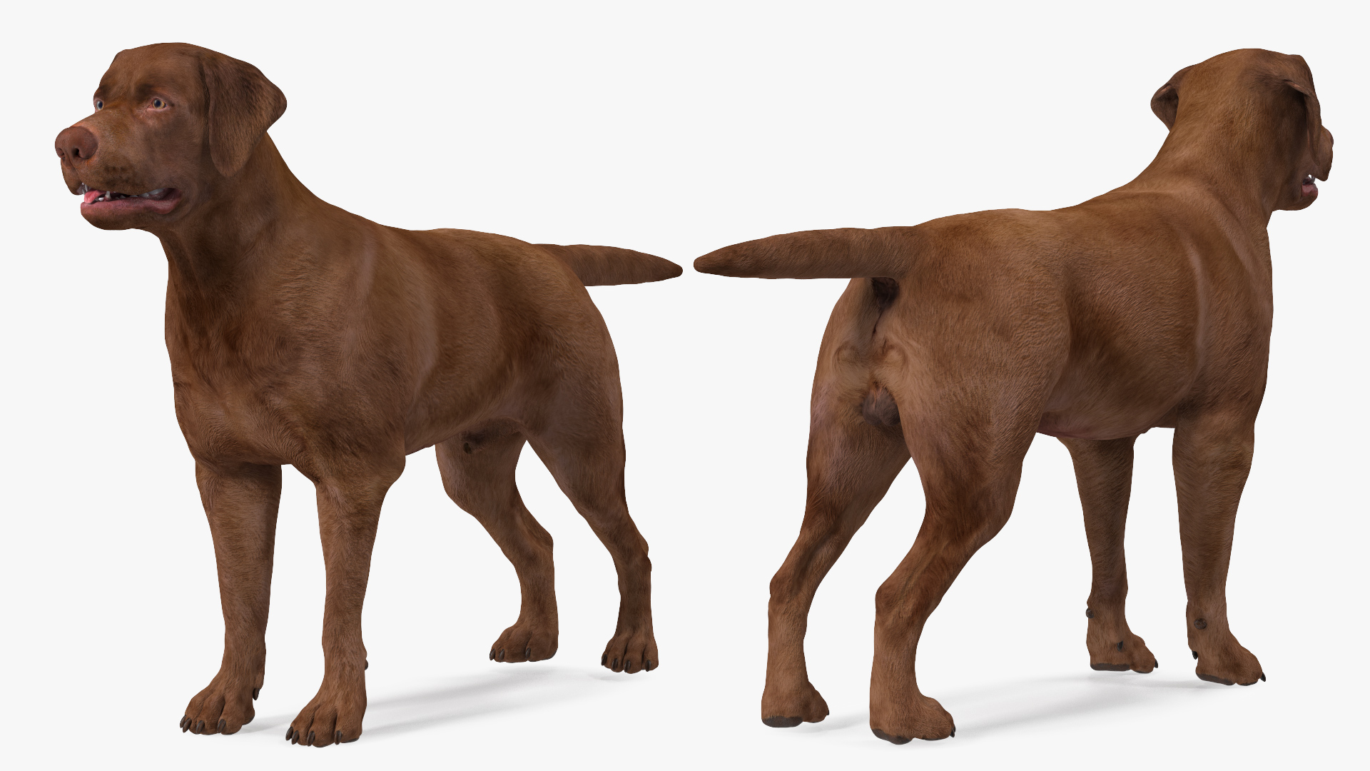 3D model Labrador Dog Brown Rigged