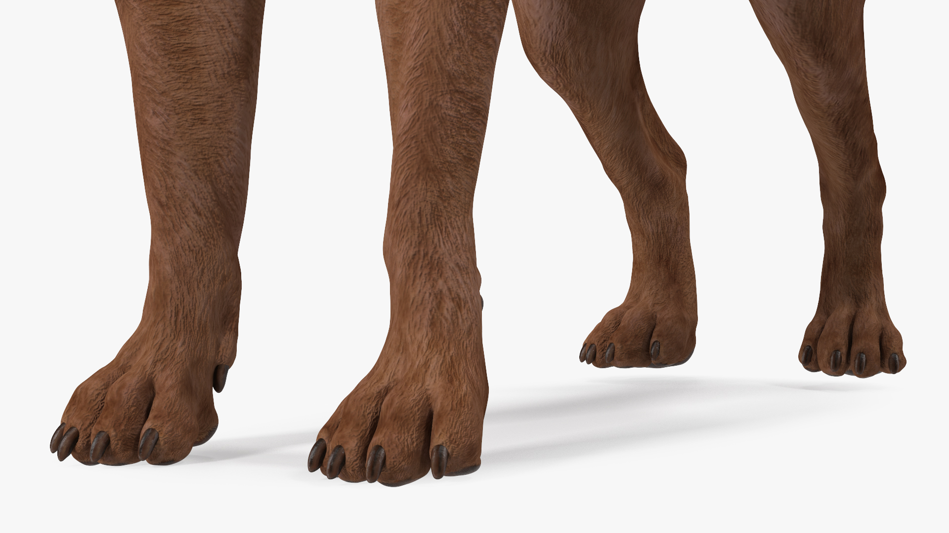 3D model Labrador Dog Brown Rigged