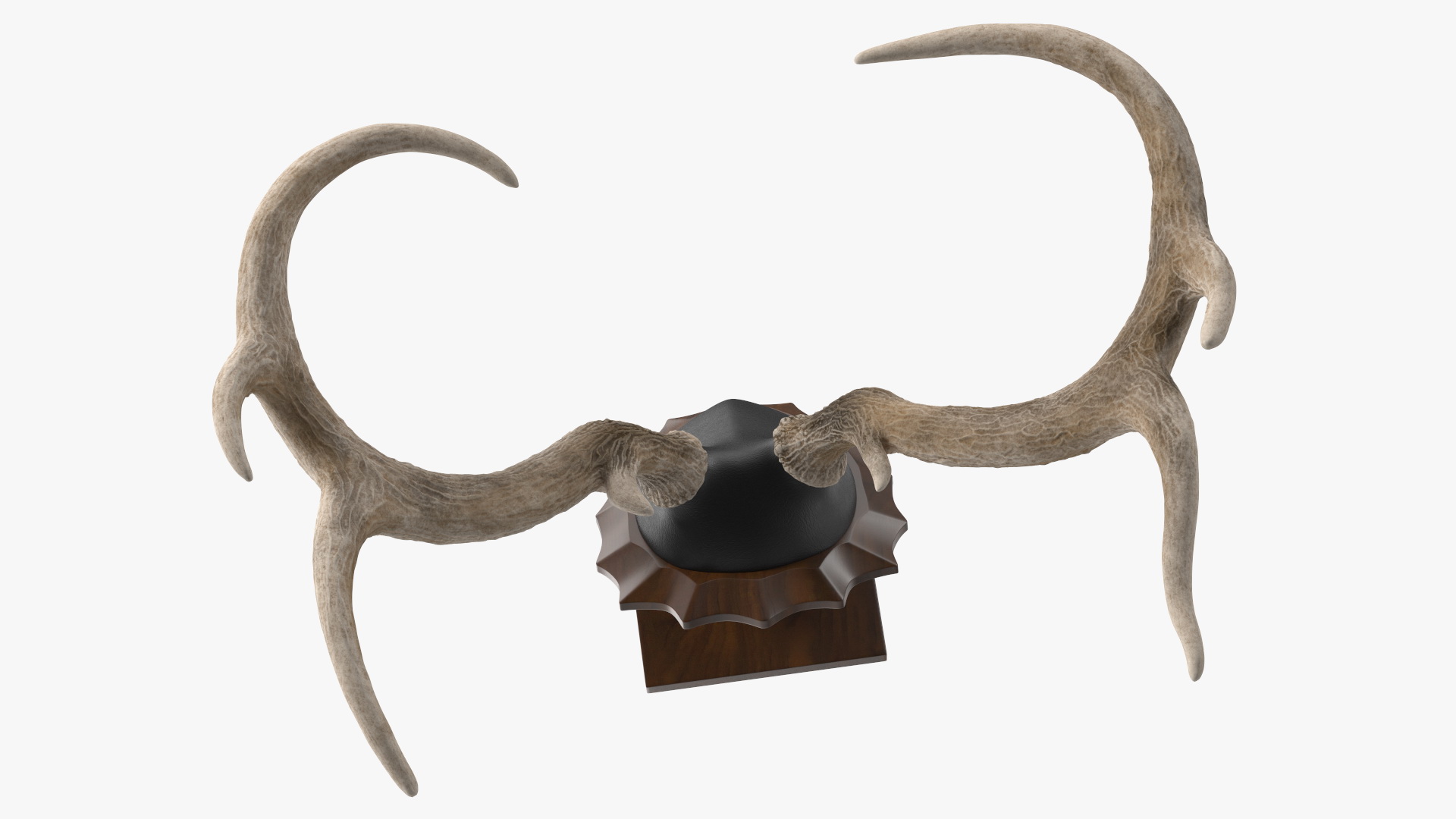 Tabletop Stand with Stag Antlers 3D