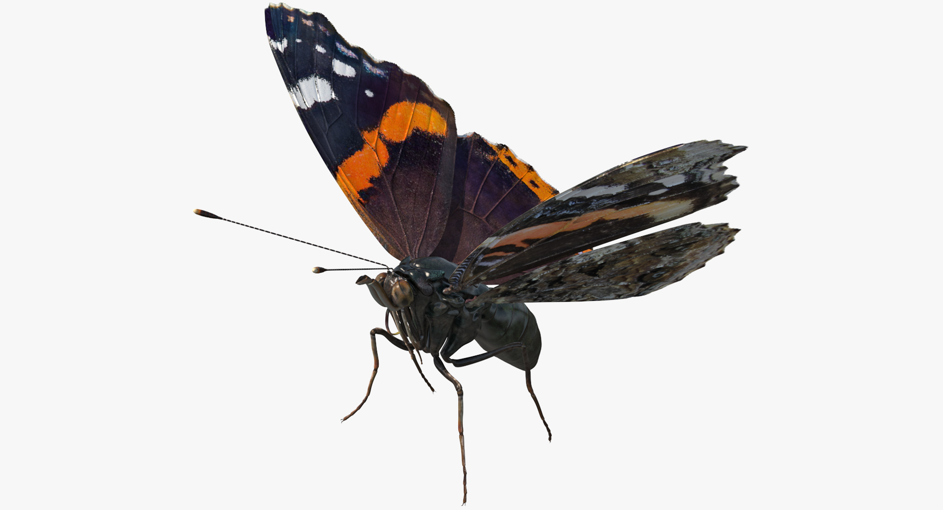 3D Red Admiral Butterfly Flying Pose model