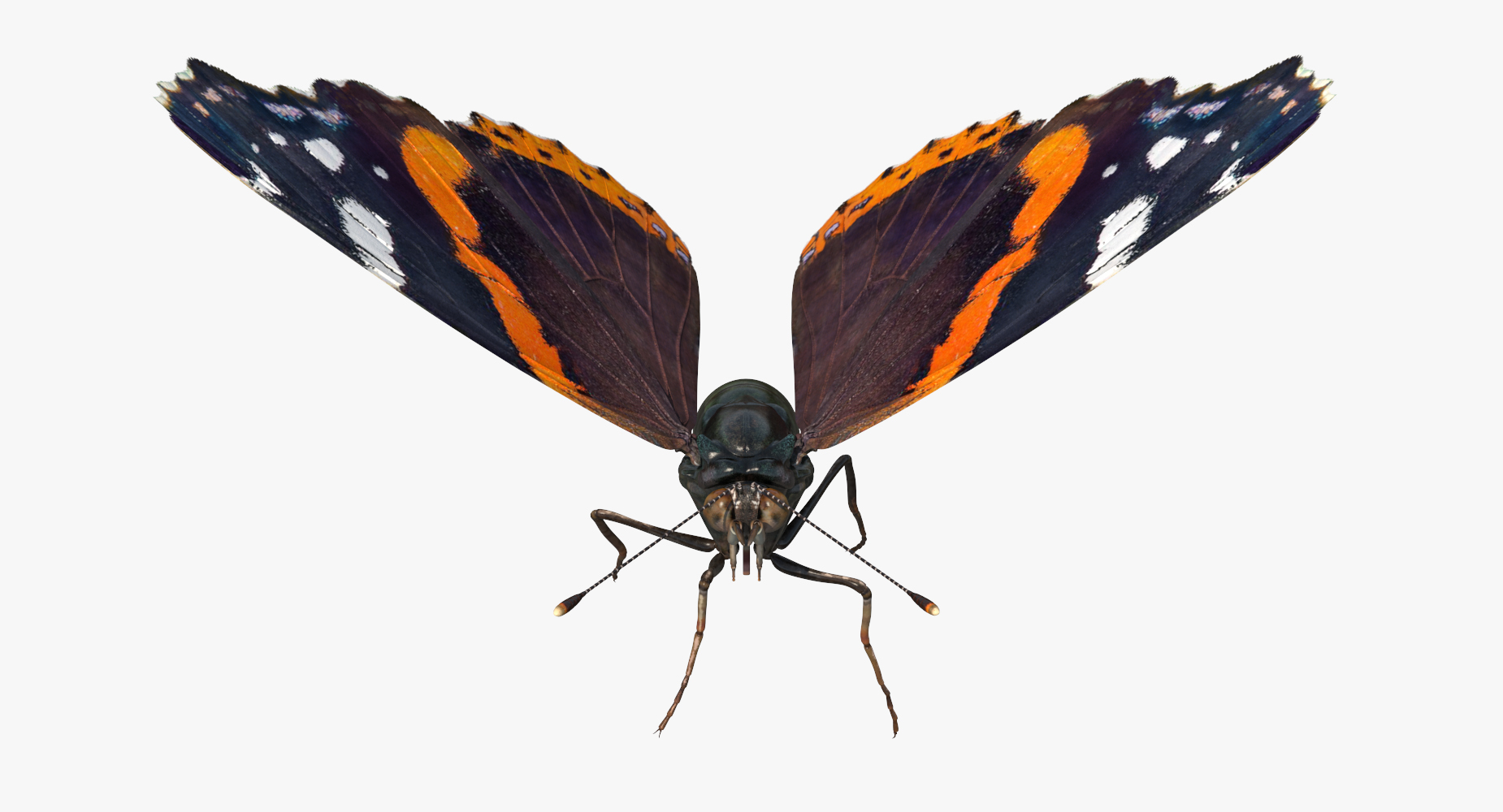 3D Red Admiral Butterfly Flying Pose model