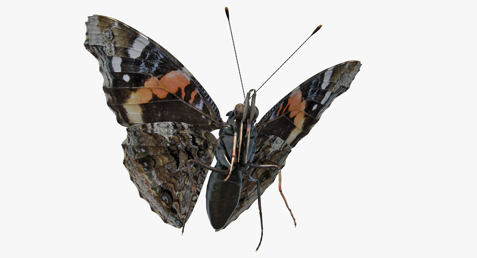3D Red Admiral Butterfly Flying Pose model