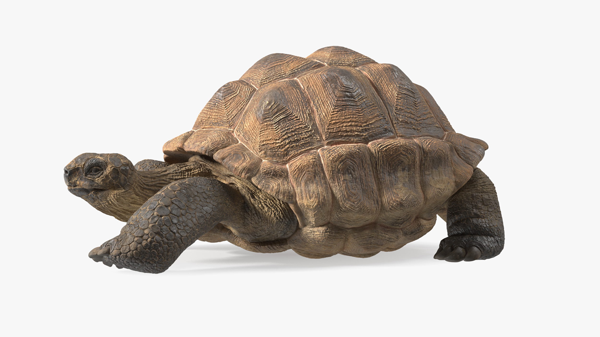 3D Aldabrachelys Gigantea Rigged for Cinema 4D model