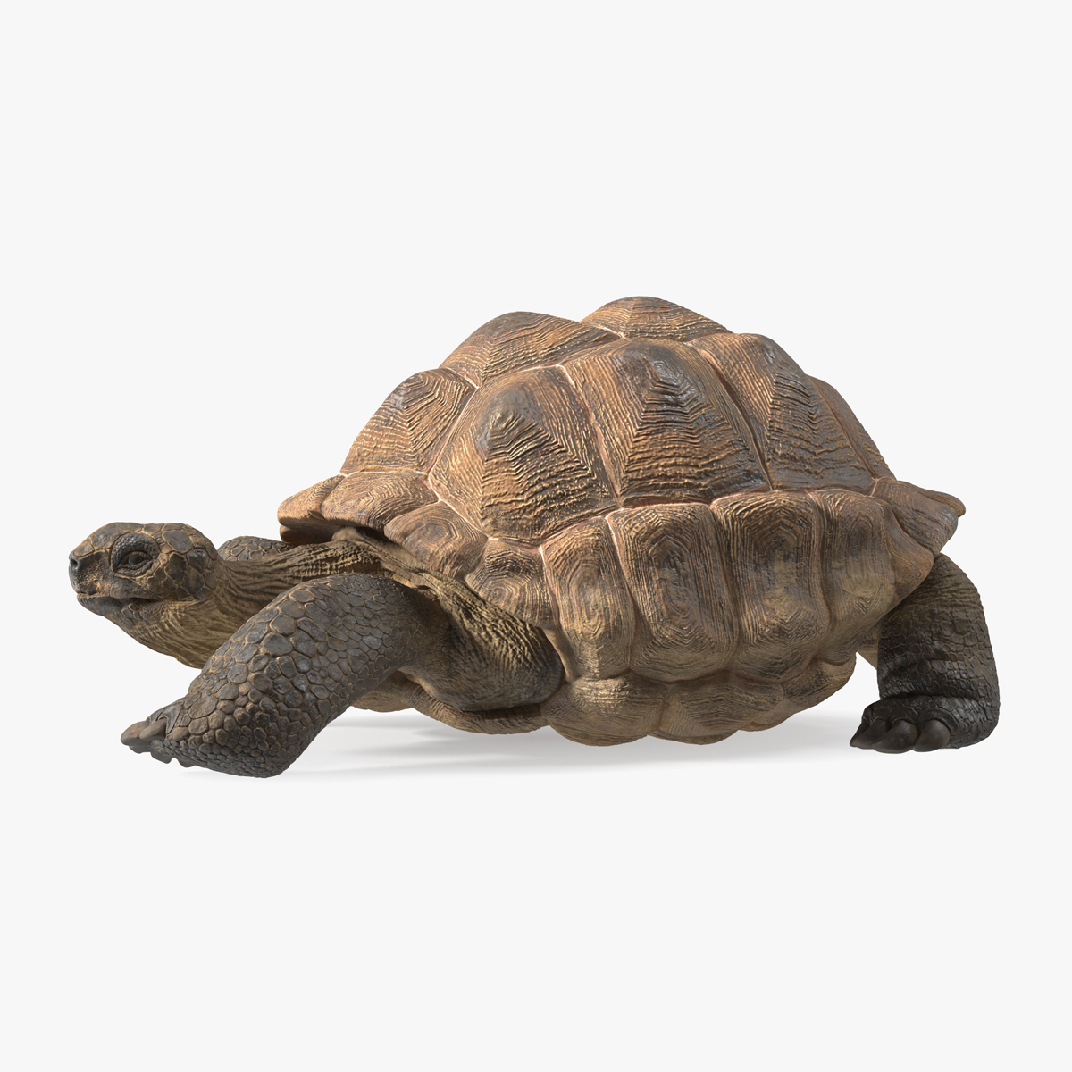 3D Aldabrachelys Gigantea Rigged for Cinema 4D model