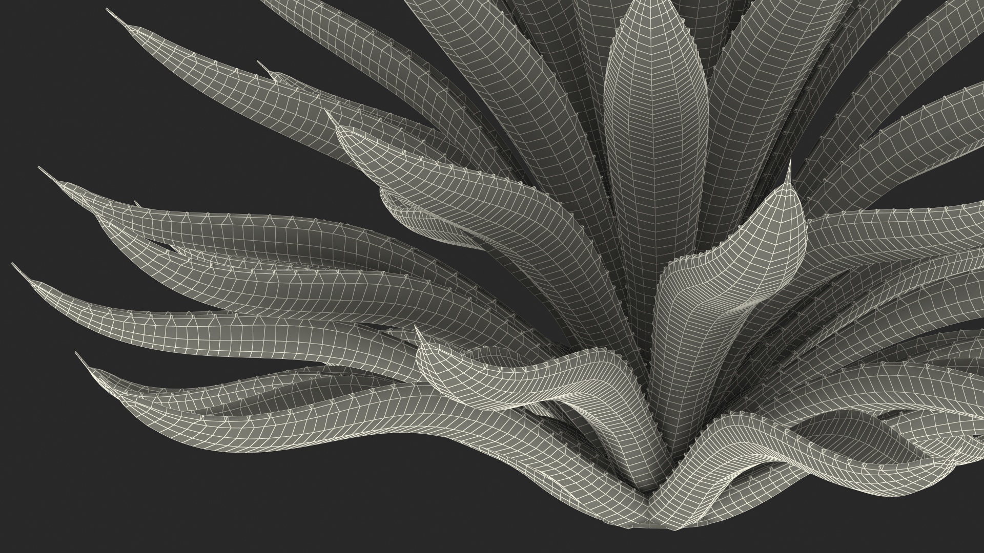3D Big Agave Tequilana Blue Agave Plant