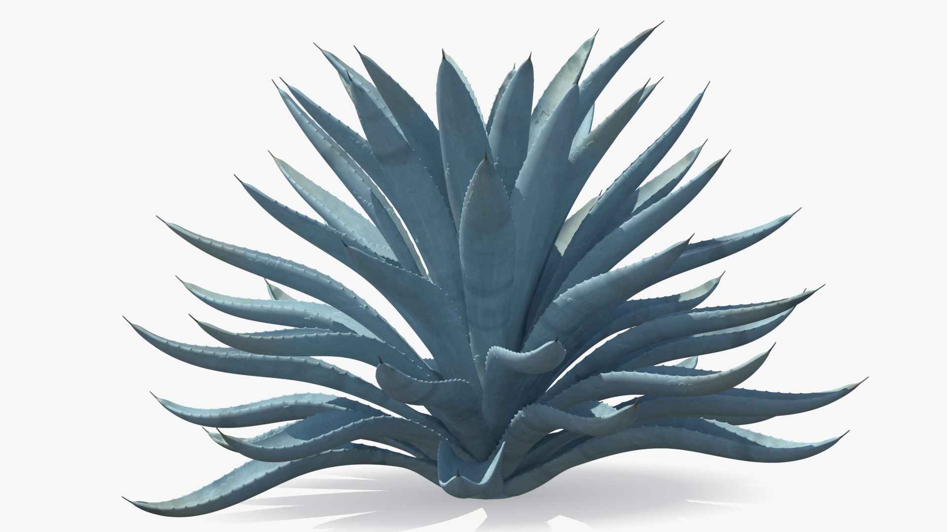 3D Big Agave Tequilana Blue Agave Plant