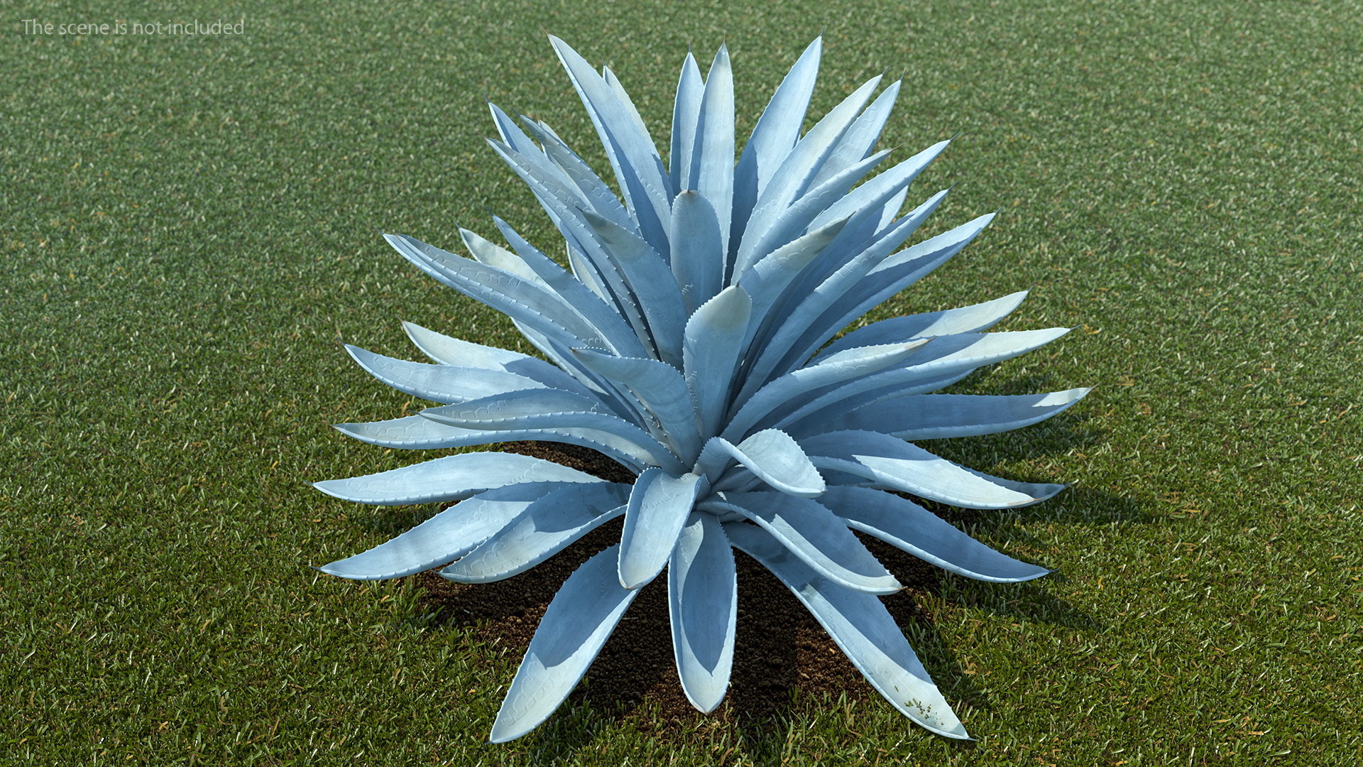 3D Big Agave Tequilana Blue Agave Plant