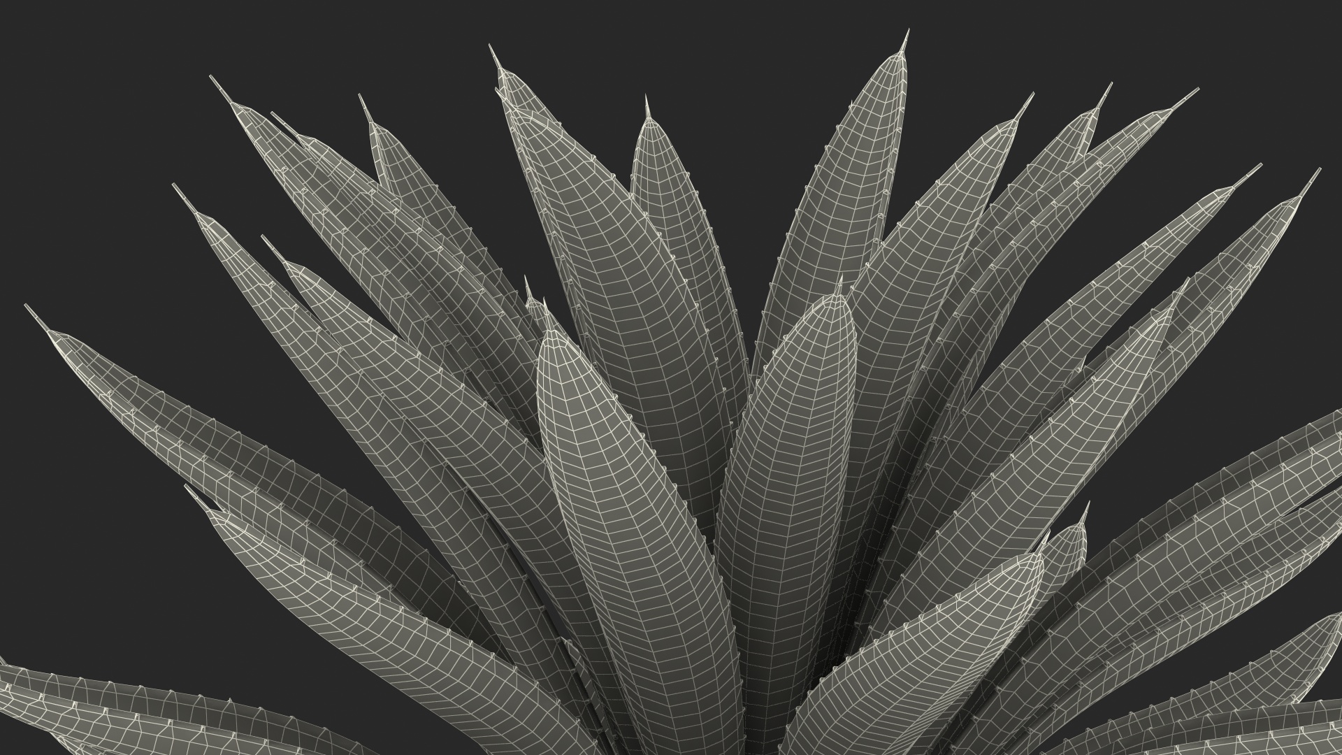 3D Big Agave Tequilana Blue Agave Plant