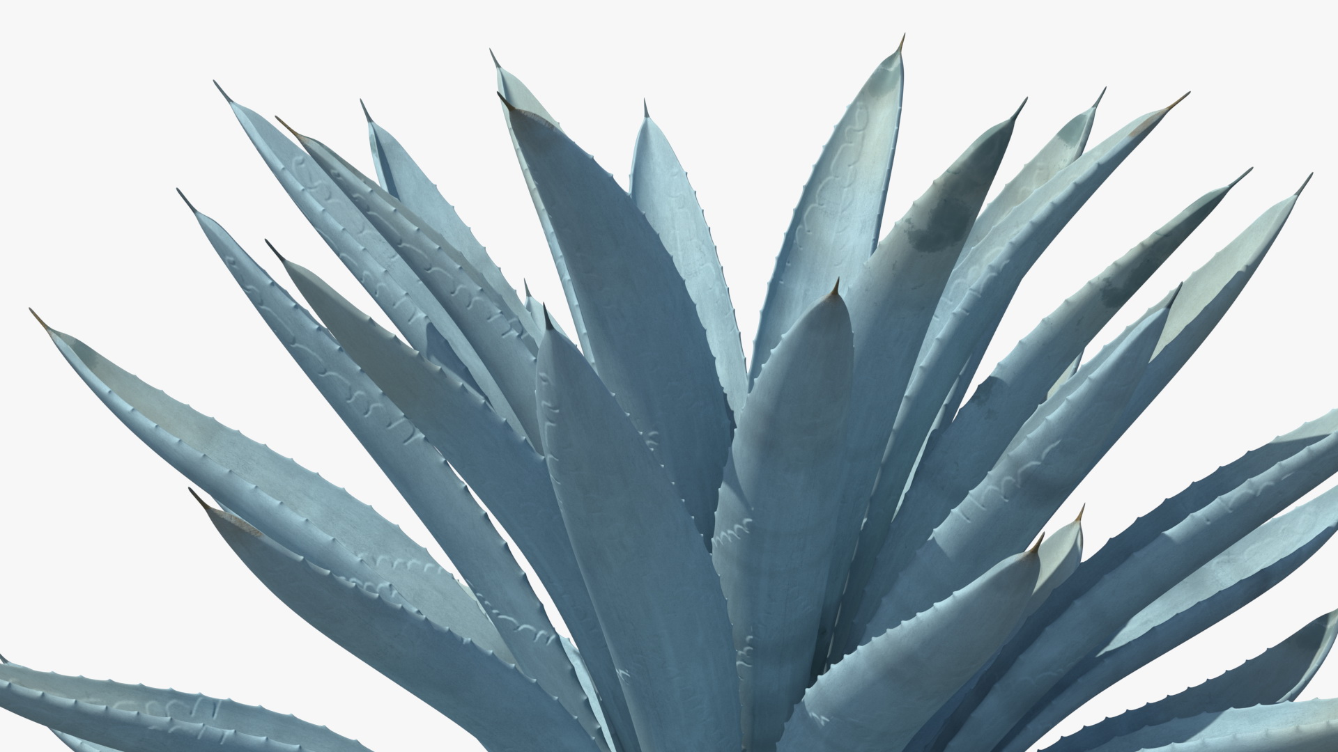 3D Big Agave Tequilana Blue Agave Plant