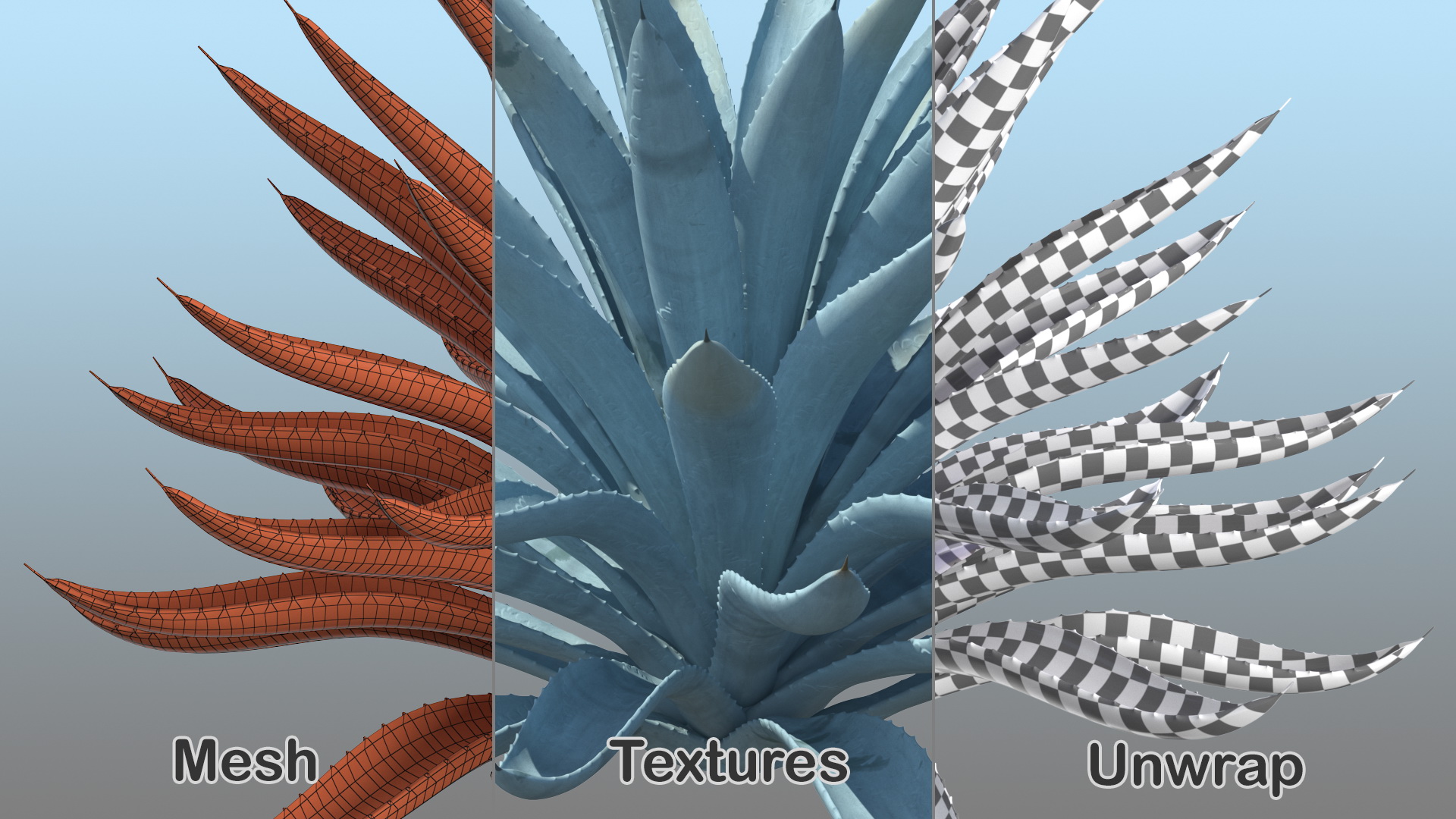 3D Big Agave Tequilana Blue Agave Plant