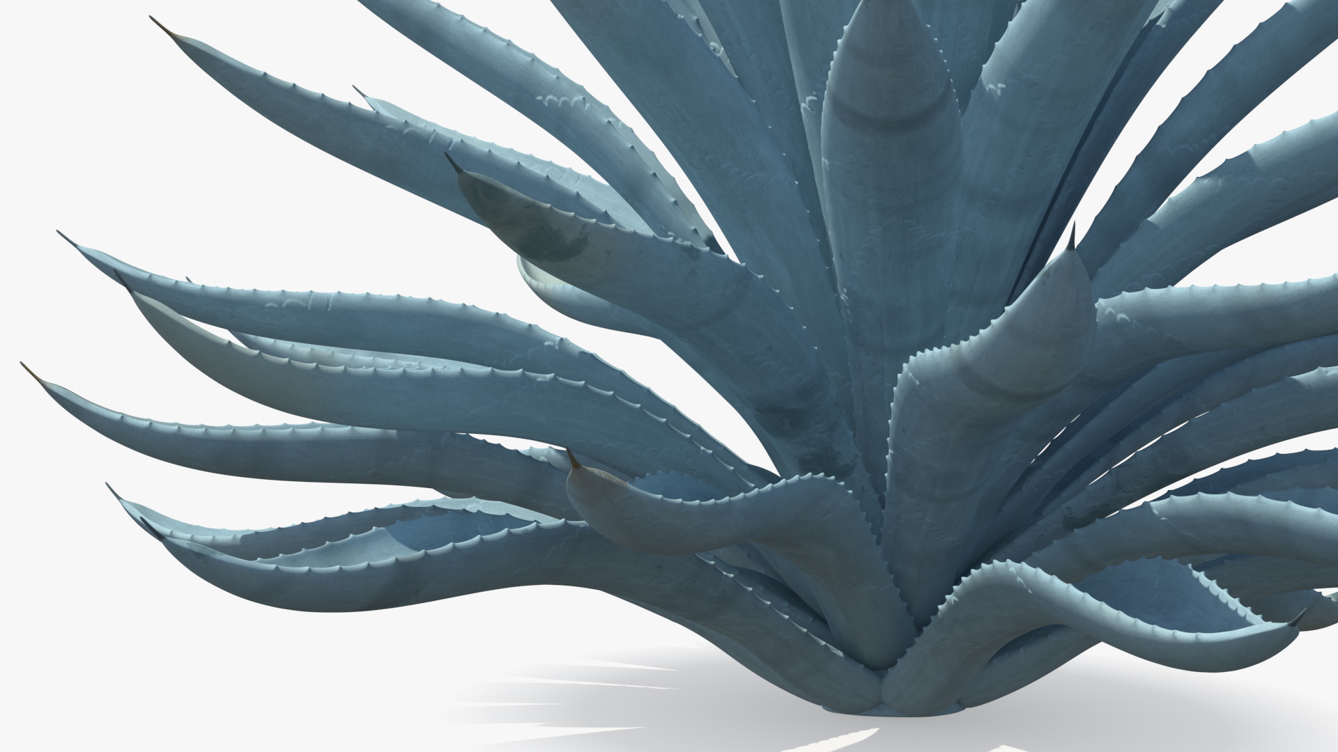 3D Big Agave Tequilana Blue Agave Plant