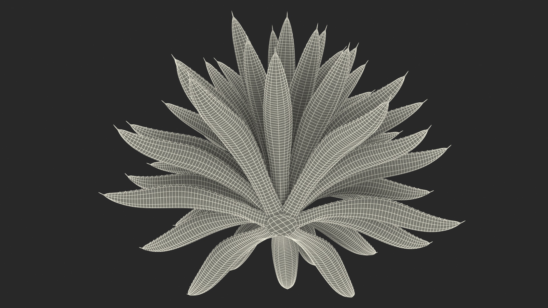 3D Big Agave Tequilana Blue Agave Plant