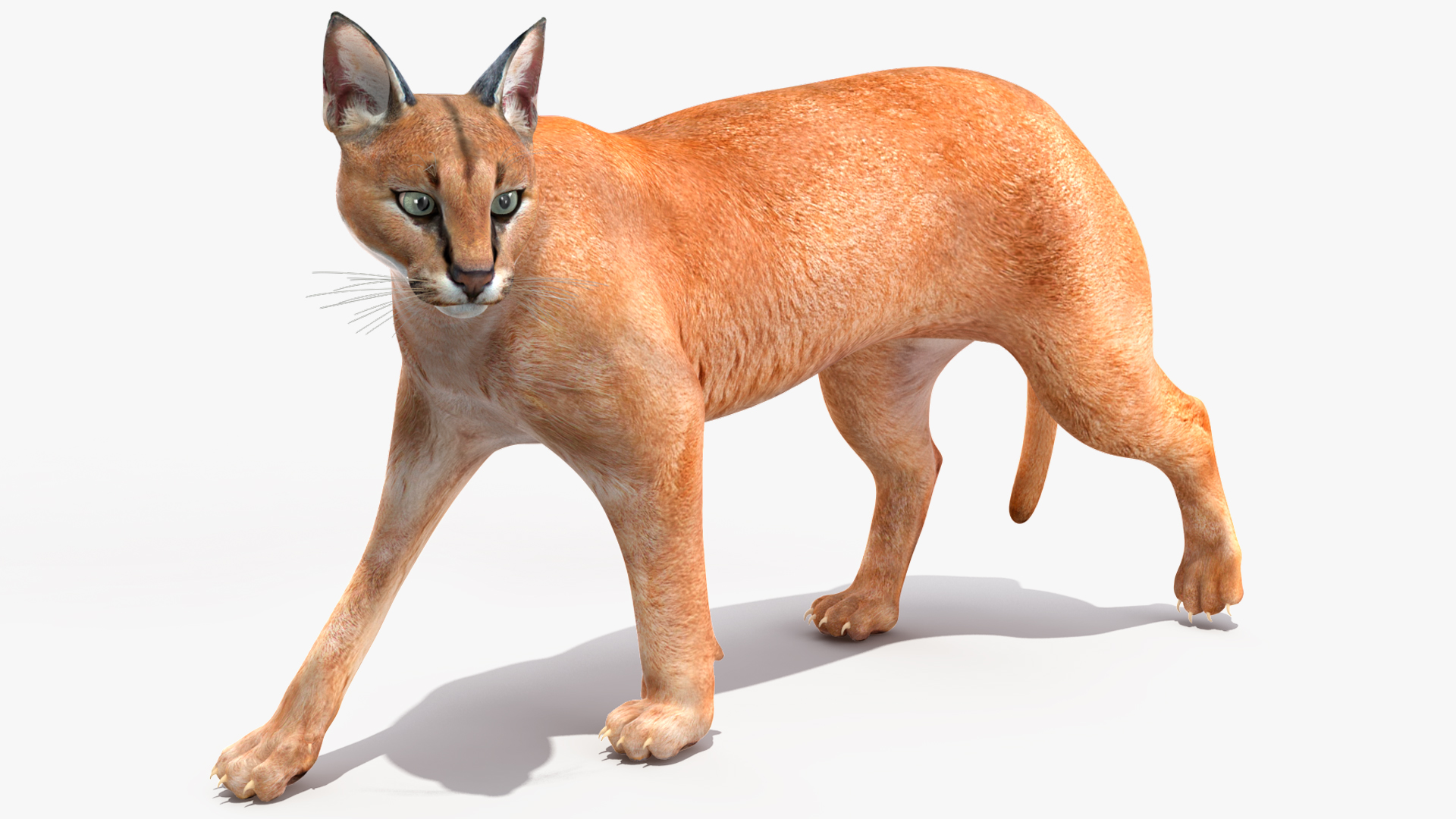 3D Caracal Rigged for Cinema 4D model