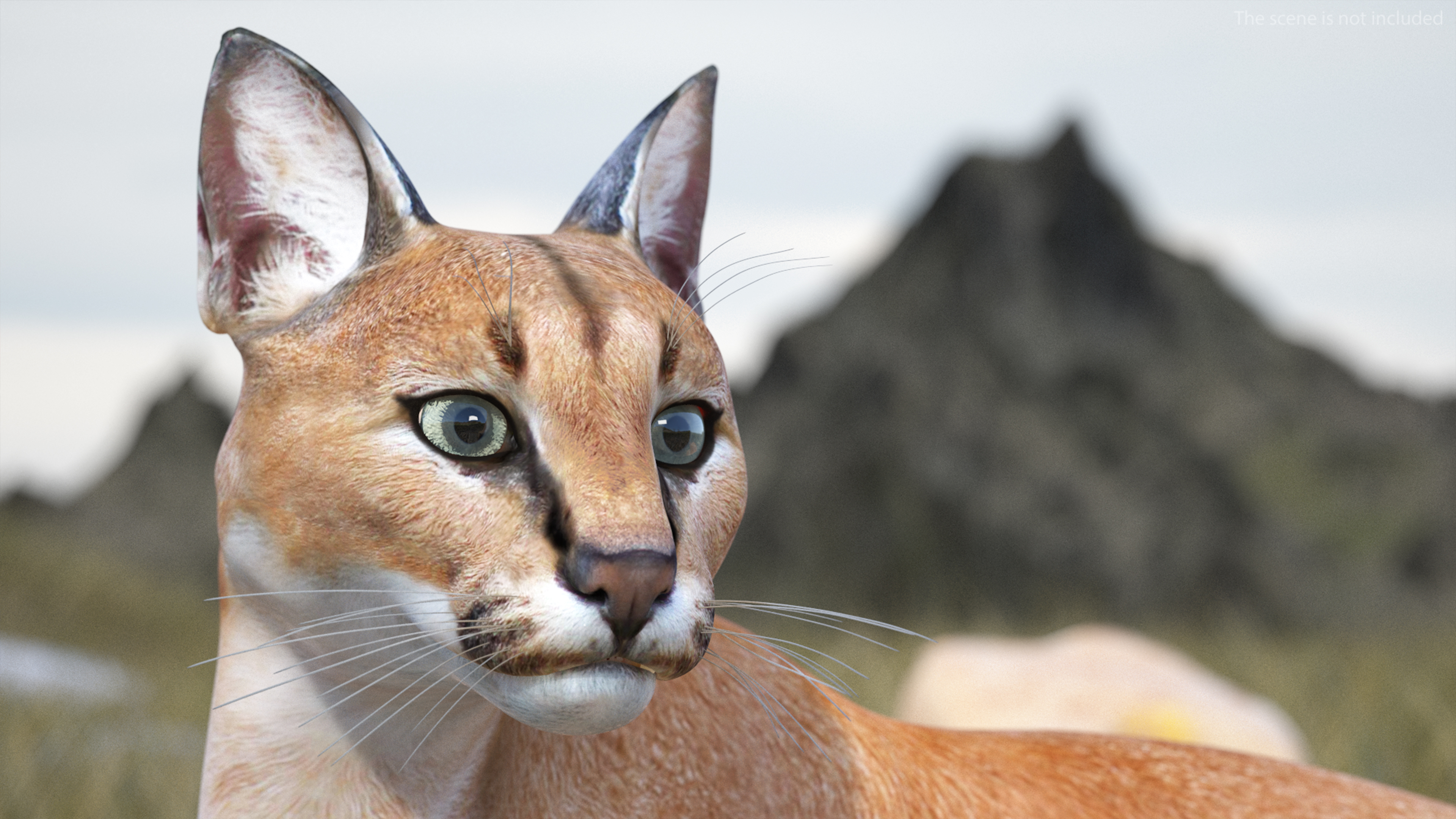 3D Caracal Rigged for Cinema 4D model