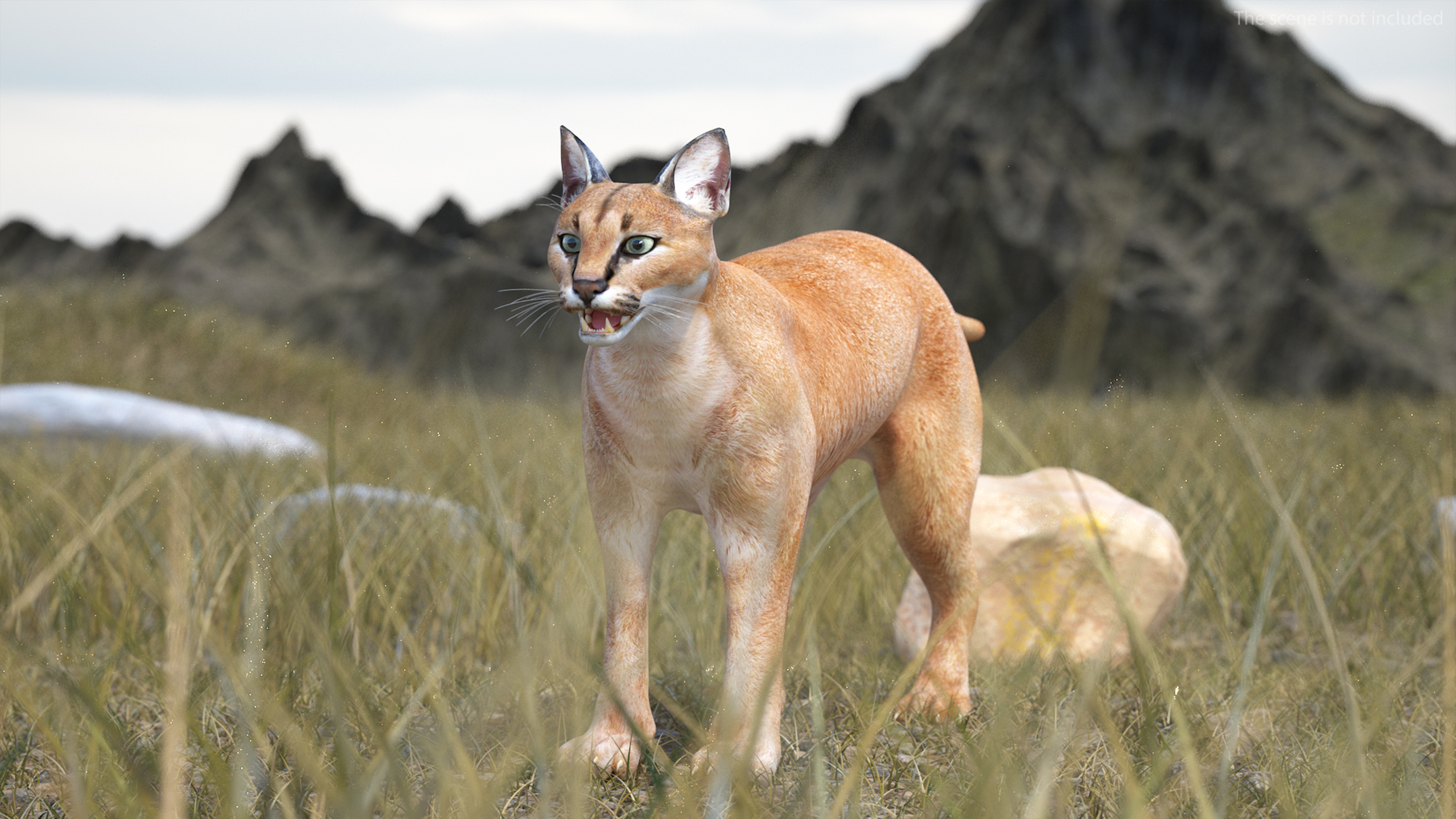 3D Caracal Rigged for Cinema 4D model