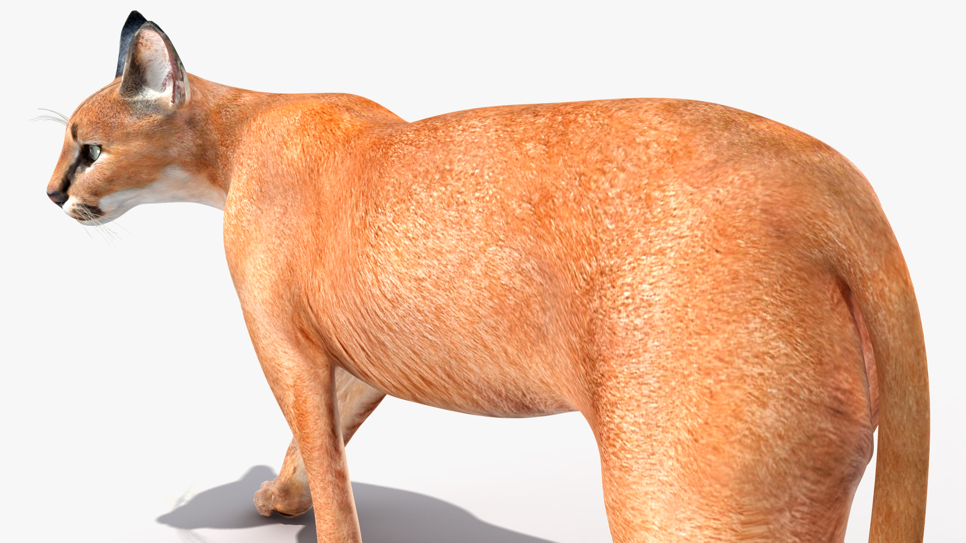 3D Caracal Rigged for Cinema 4D model