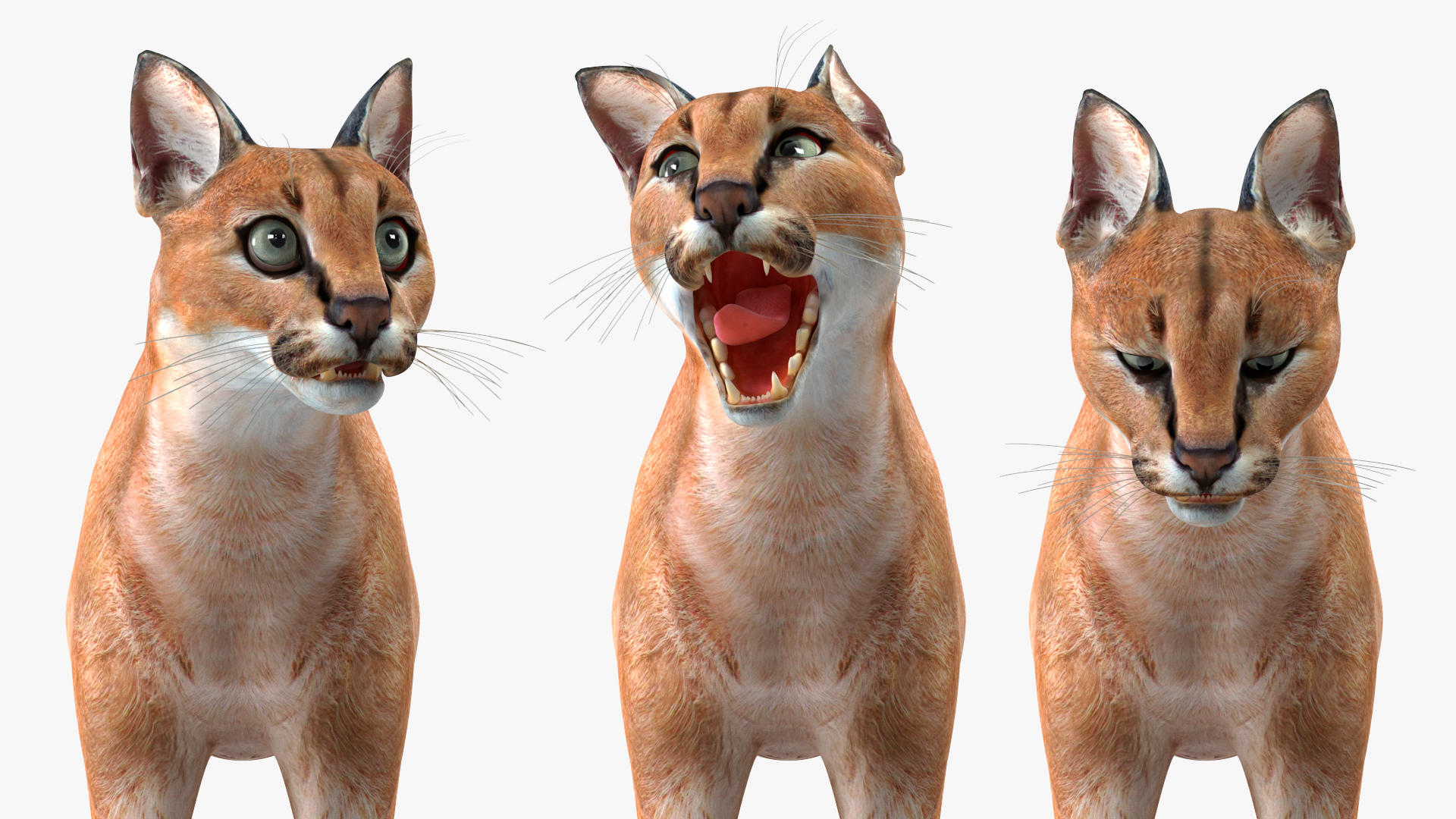 3D Caracal Rigged for Cinema 4D model
