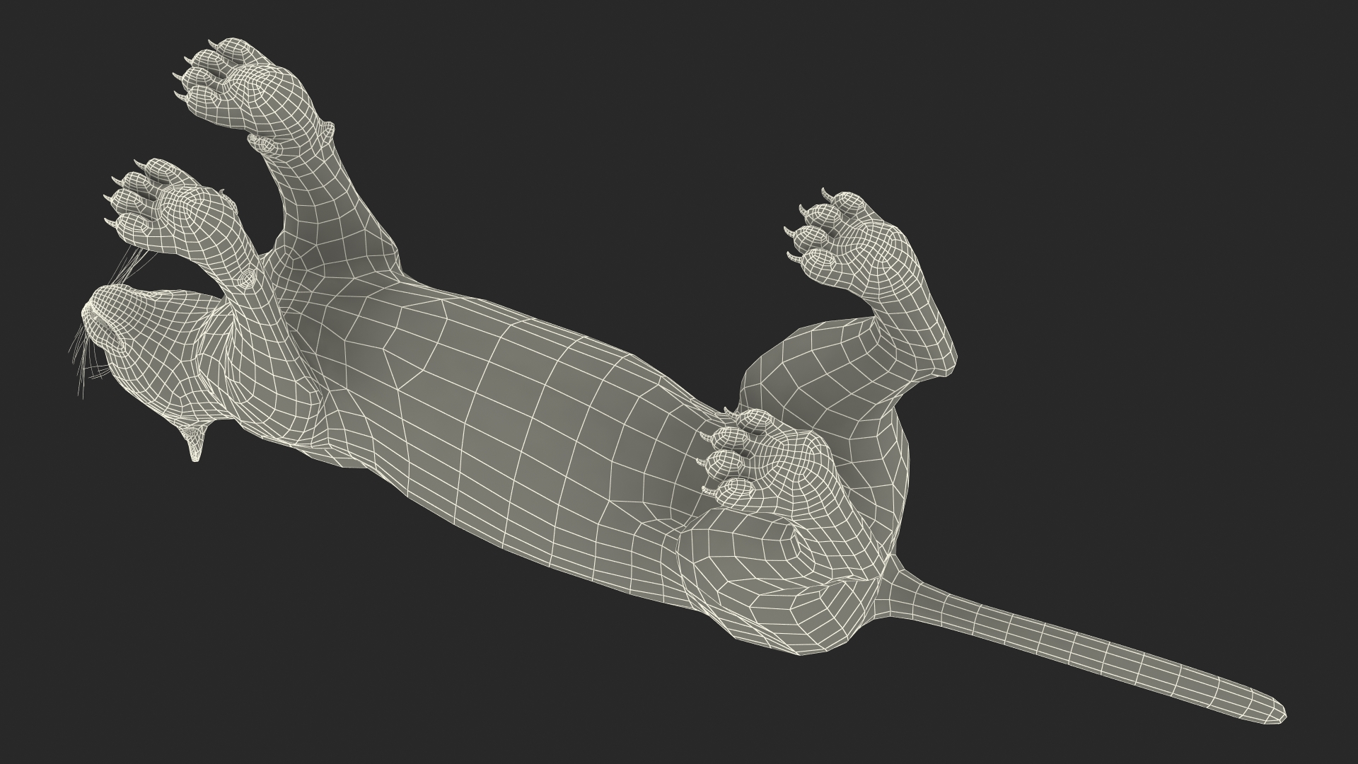 3D Caracal Rigged for Cinema 4D model