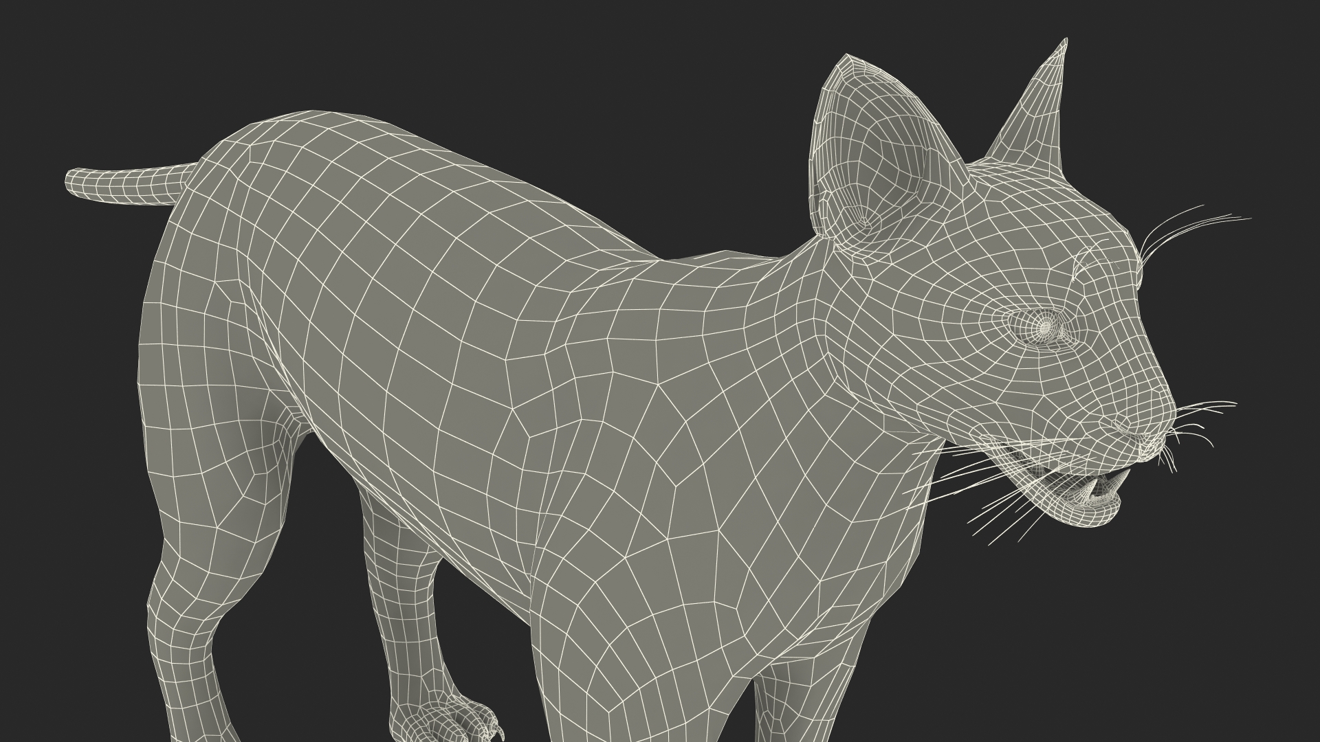3D Caracal Rigged for Cinema 4D model
