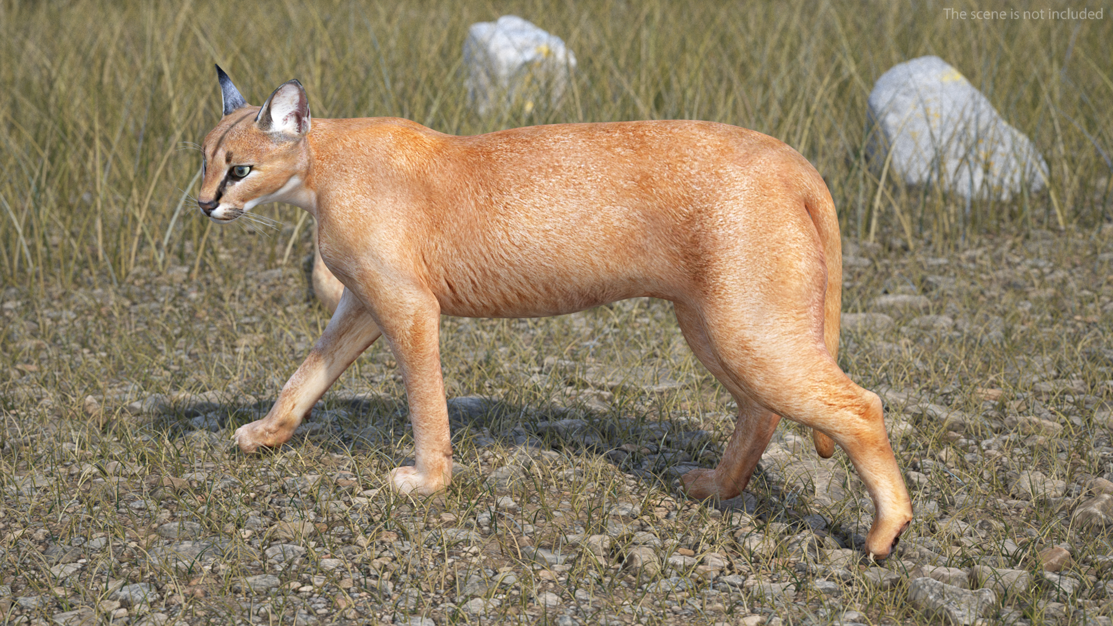 3D Caracal Rigged for Cinema 4D model