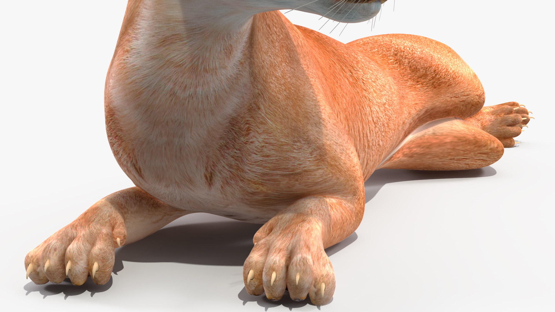 3D Caracal Rigged for Cinema 4D model