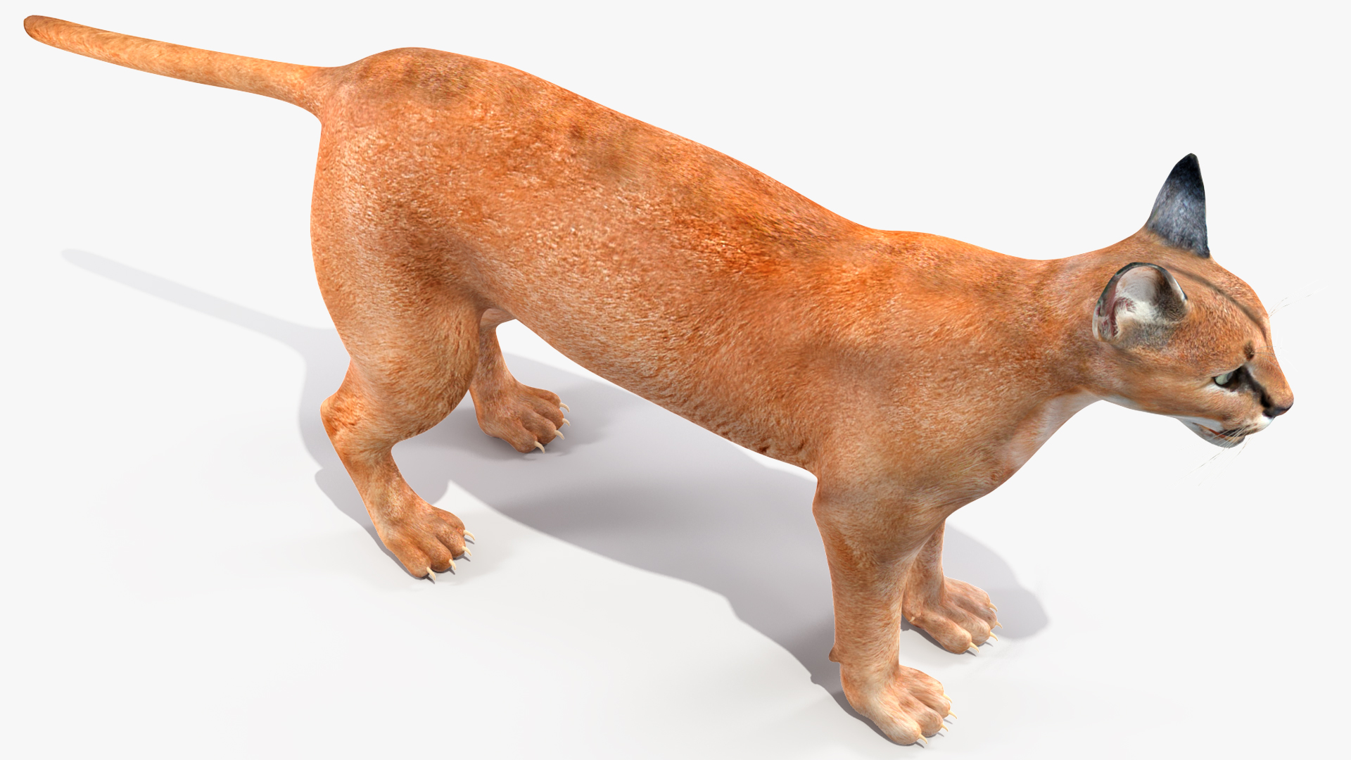 3D Caracal Rigged for Cinema 4D model