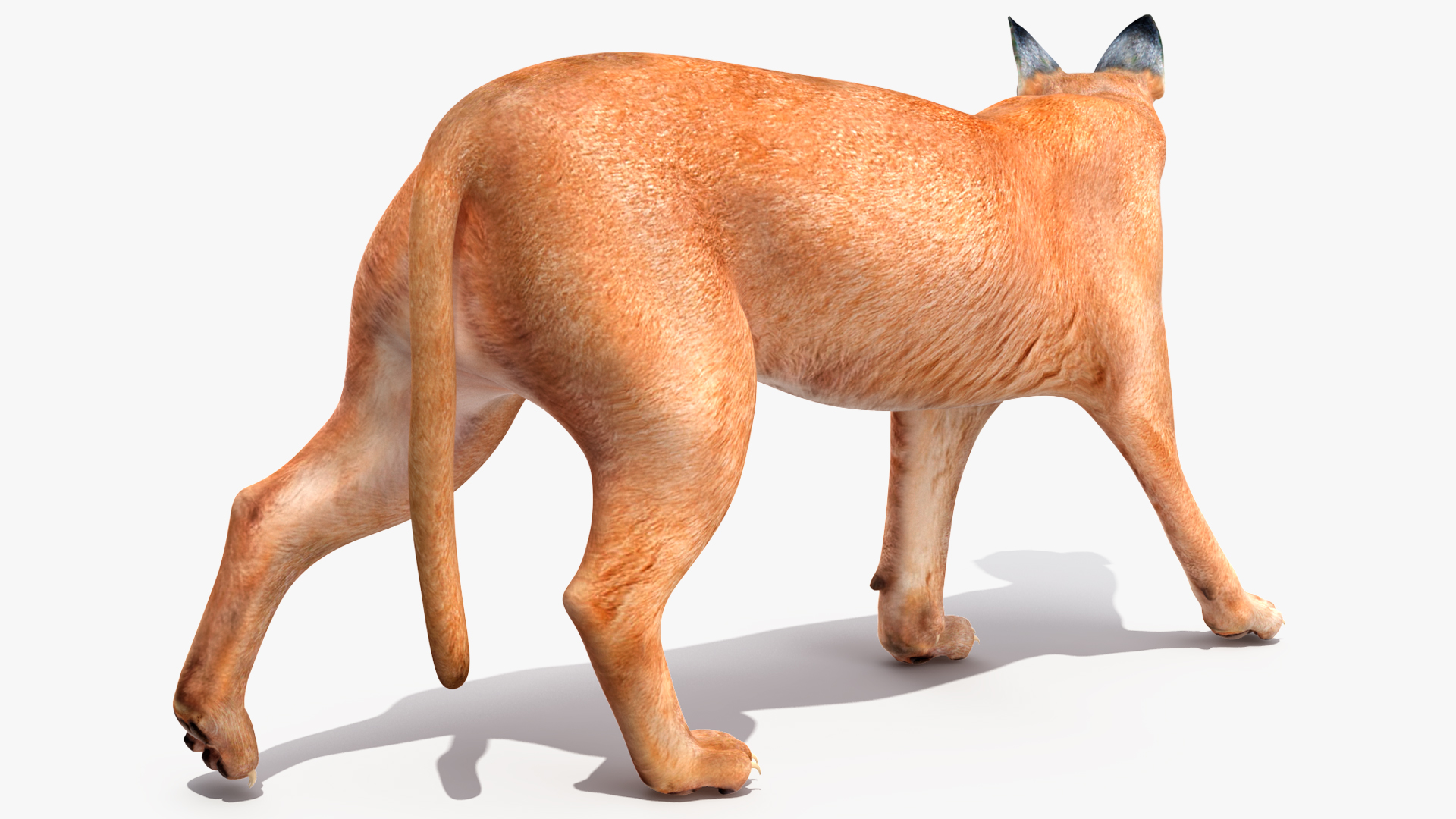 3D Caracal Rigged for Cinema 4D model