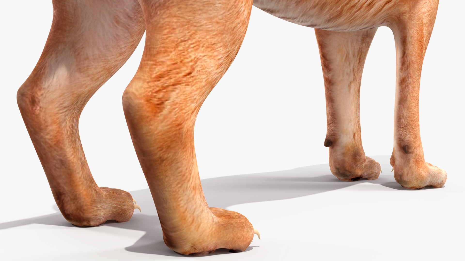 3D Caracal Rigged for Cinema 4D model