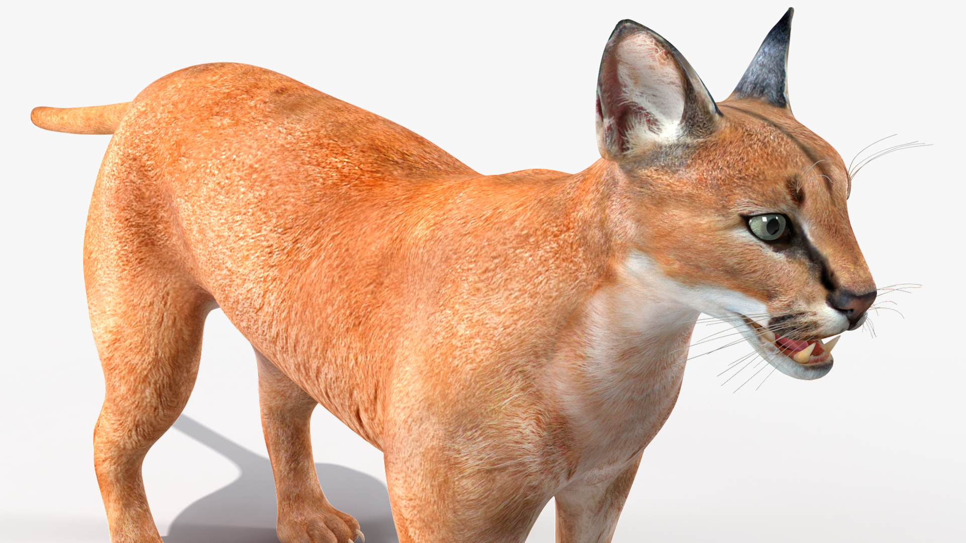 3D Caracal Rigged for Cinema 4D model