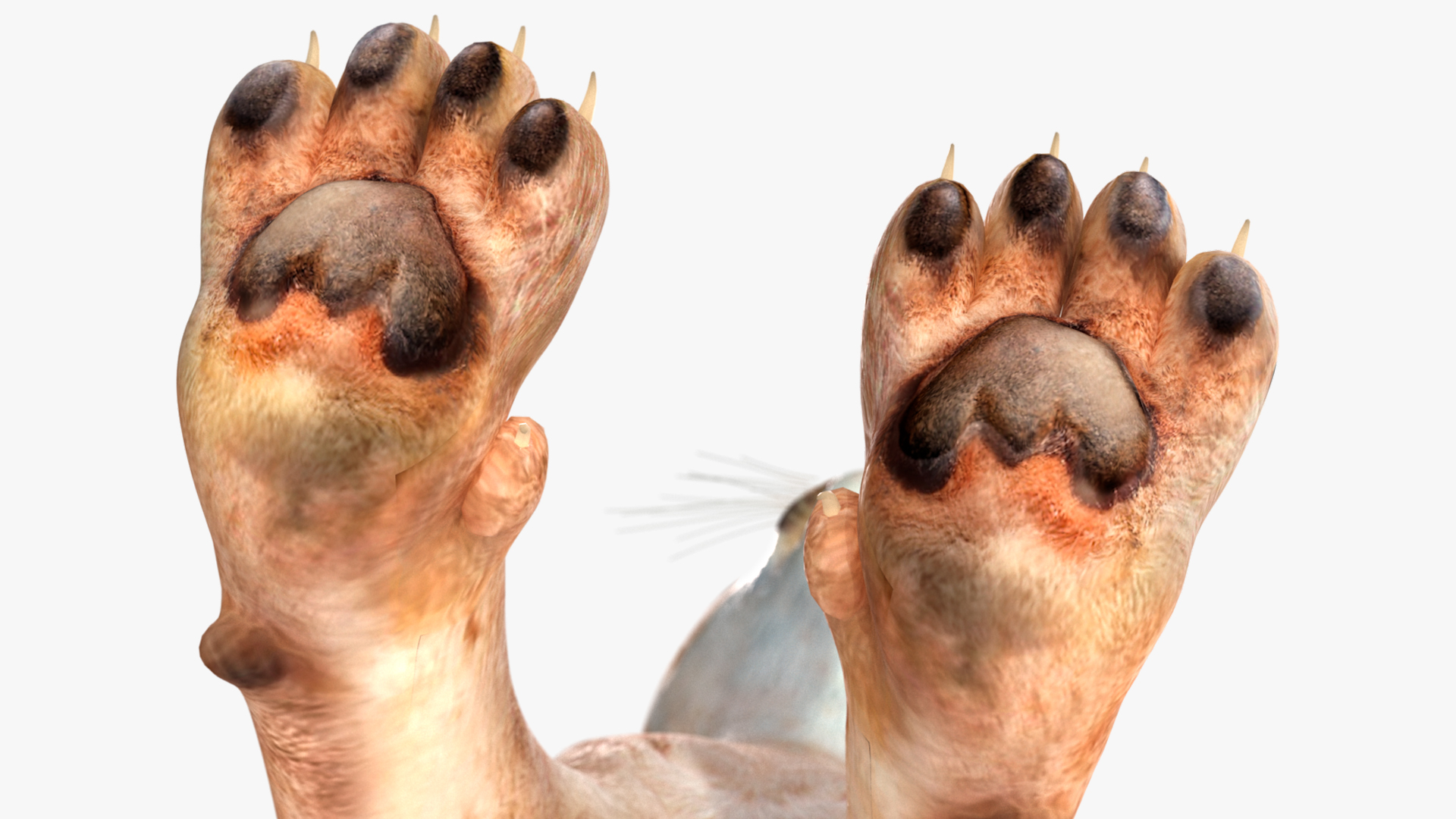 3D Caracal Rigged for Cinema 4D model
