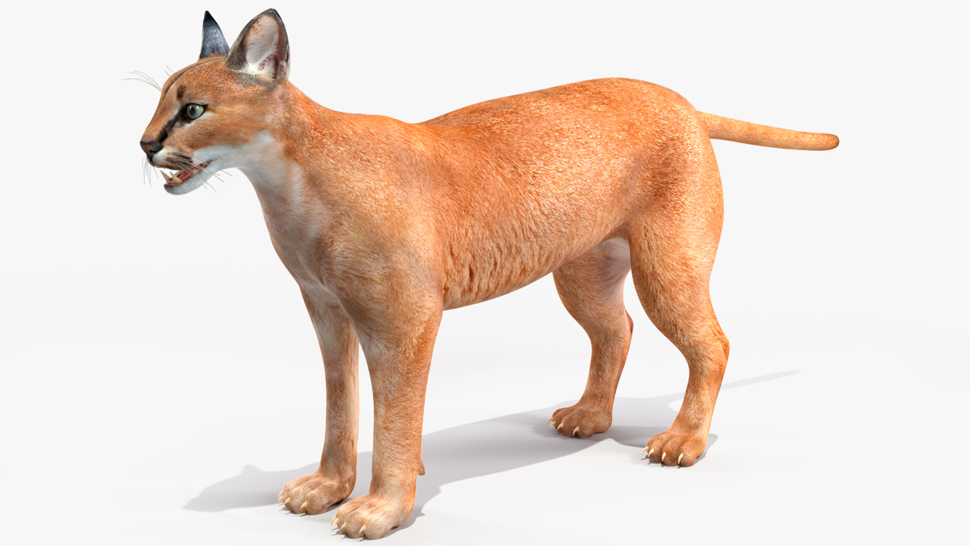 3D Caracal Rigged for Cinema 4D model