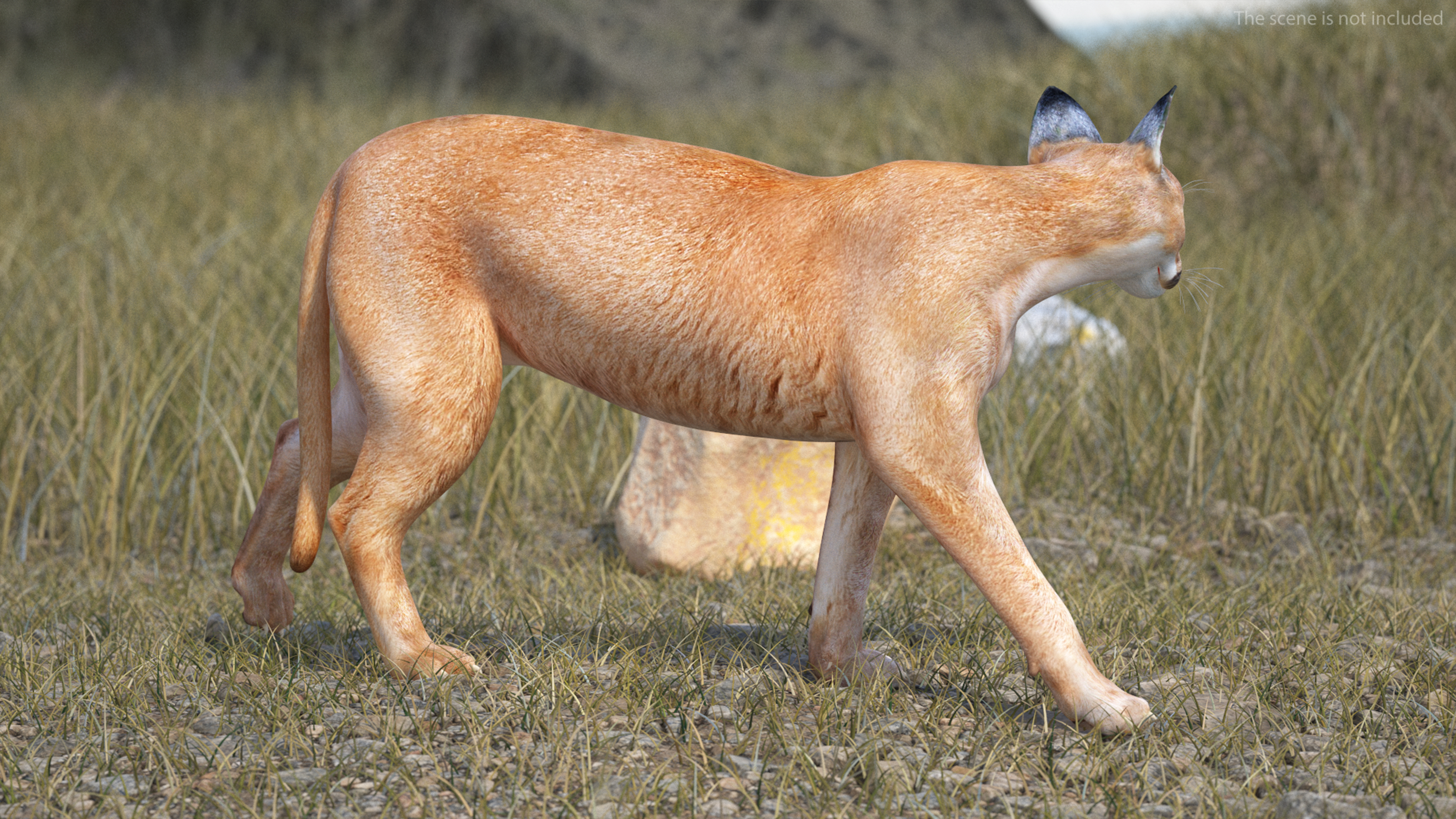 3D Caracal Rigged for Cinema 4D model