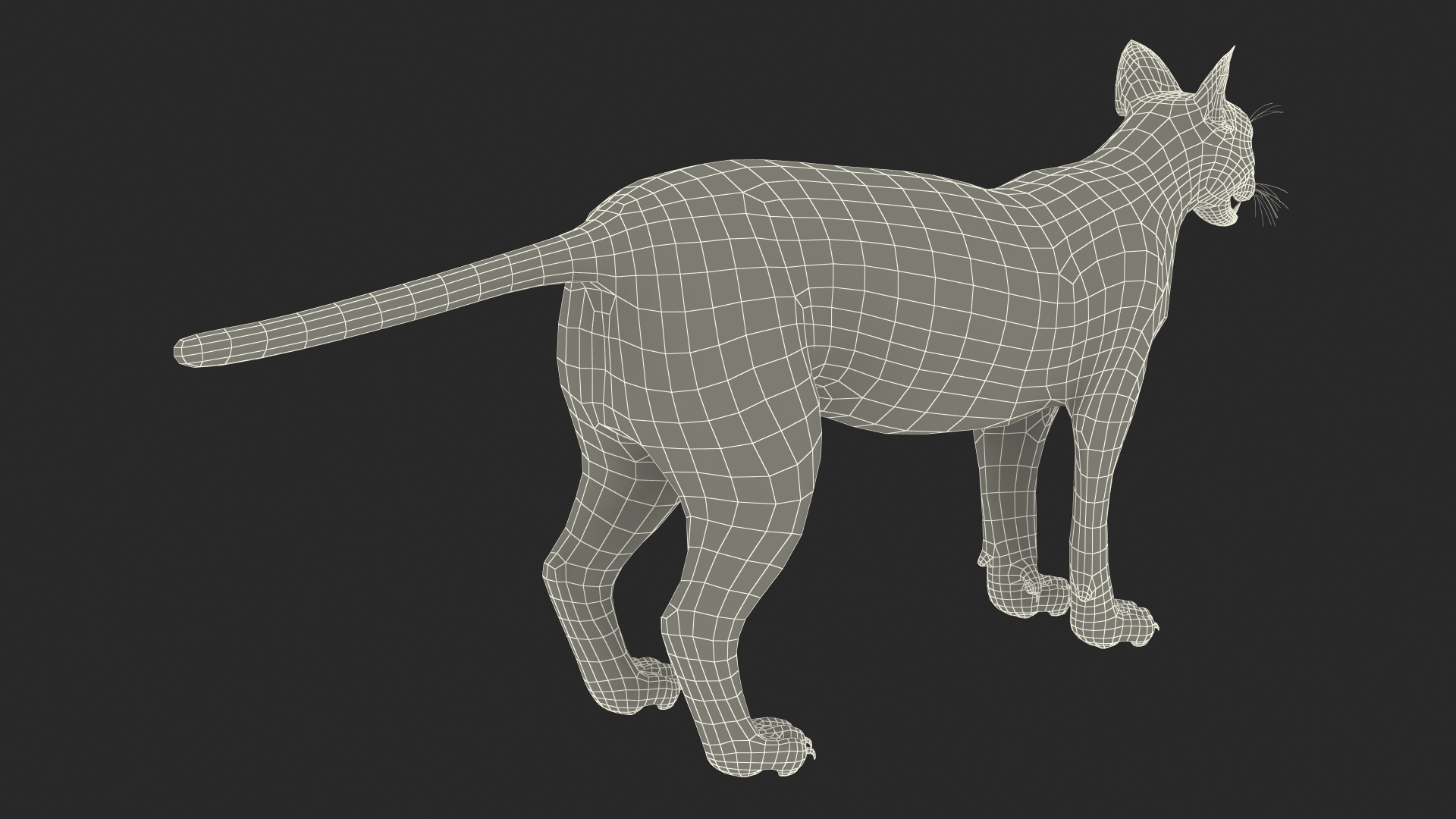 3D Caracal Rigged for Cinema 4D model