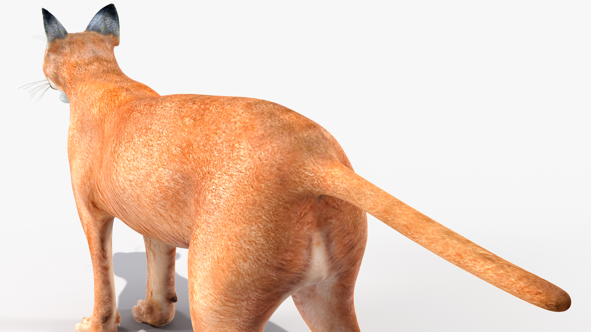3D Caracal Rigged for Cinema 4D model