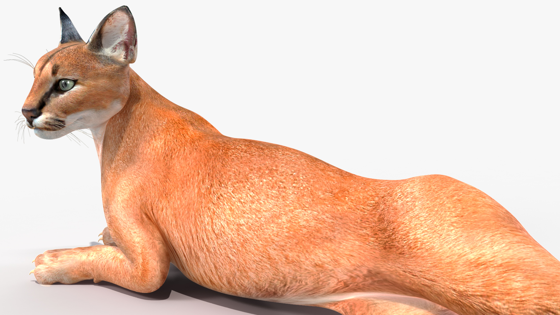 3D Caracal Rigged for Cinema 4D model