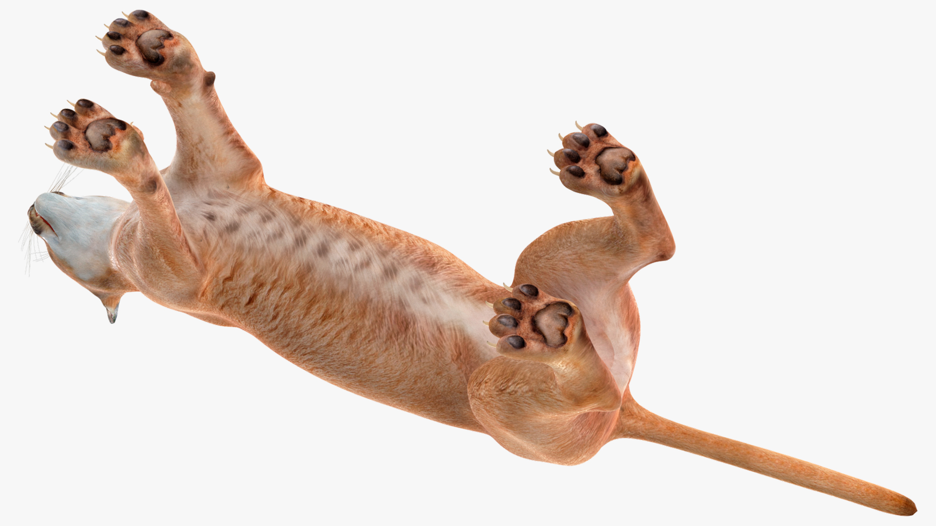 3D Caracal Rigged for Cinema 4D model