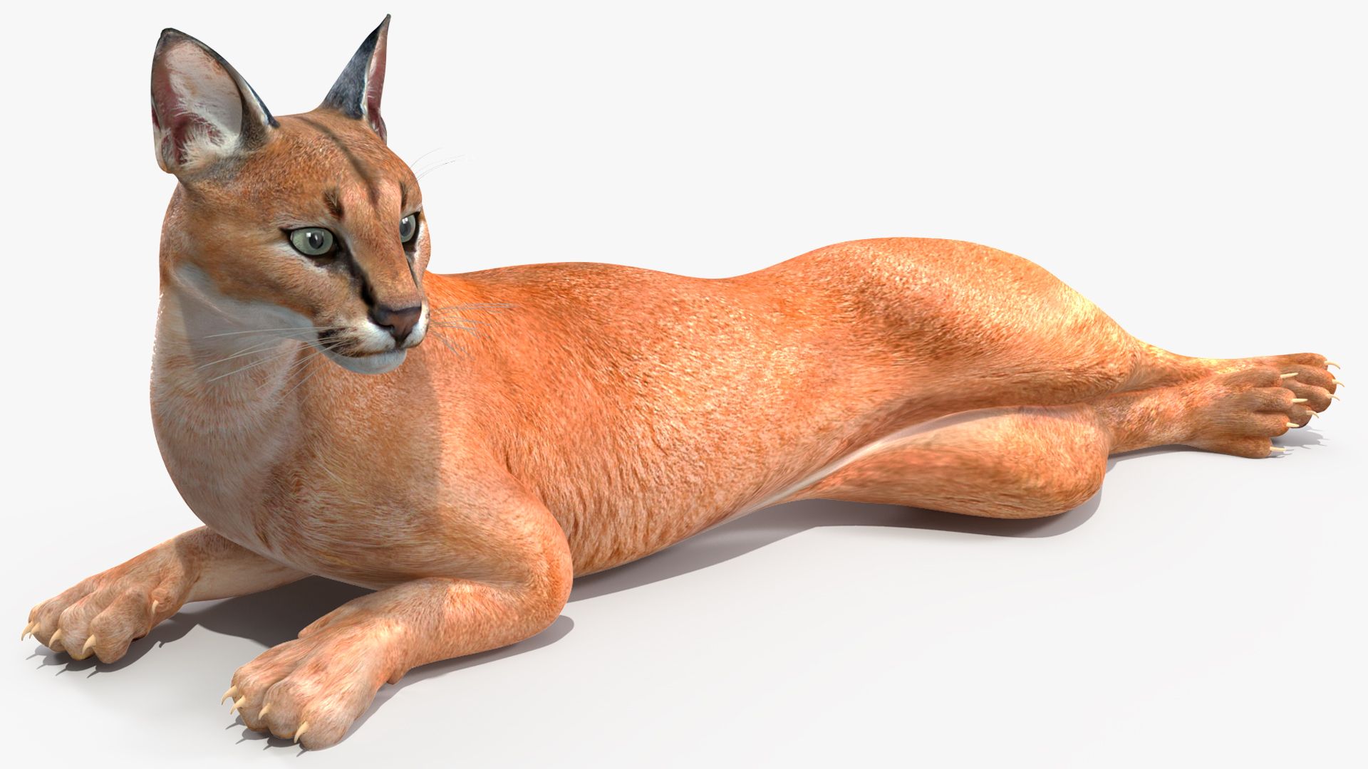 3D Caracal Rigged for Cinema 4D model