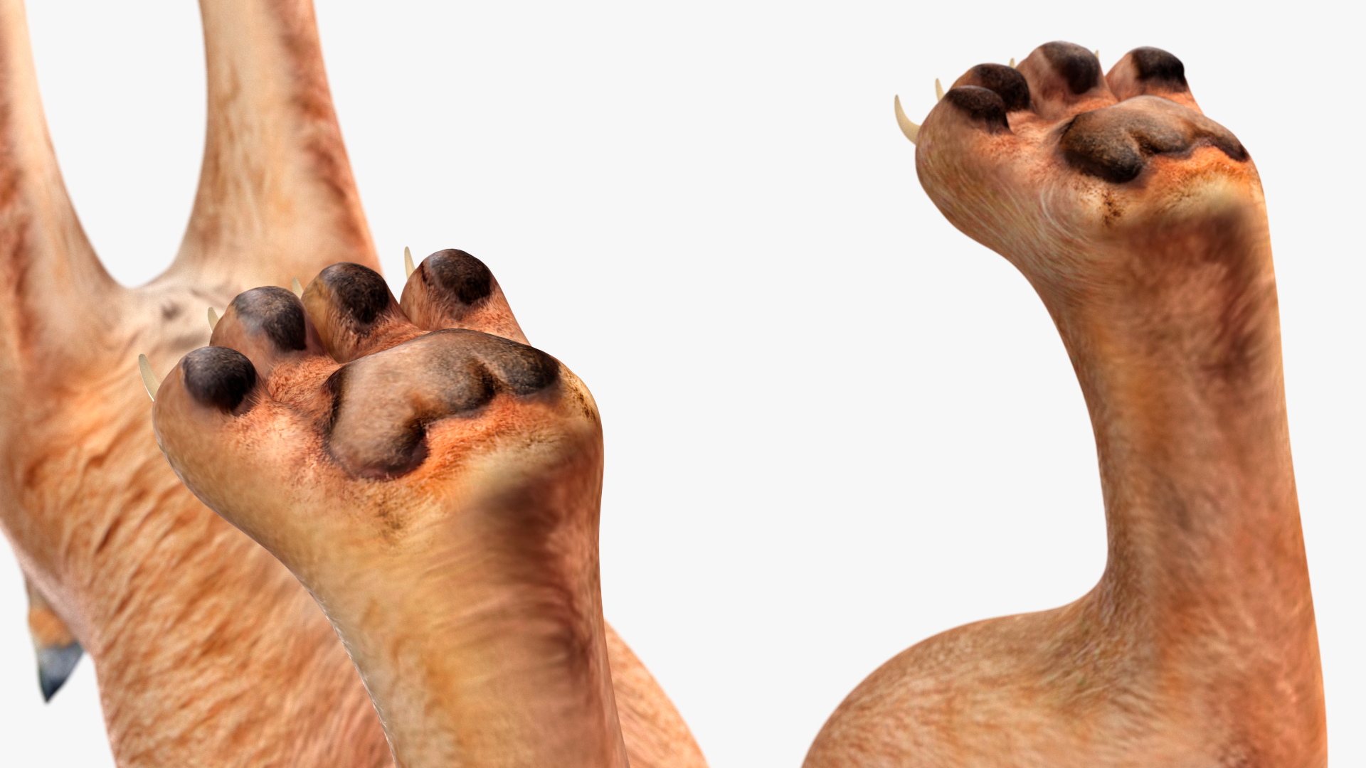 3D Caracal Rigged for Cinema 4D model