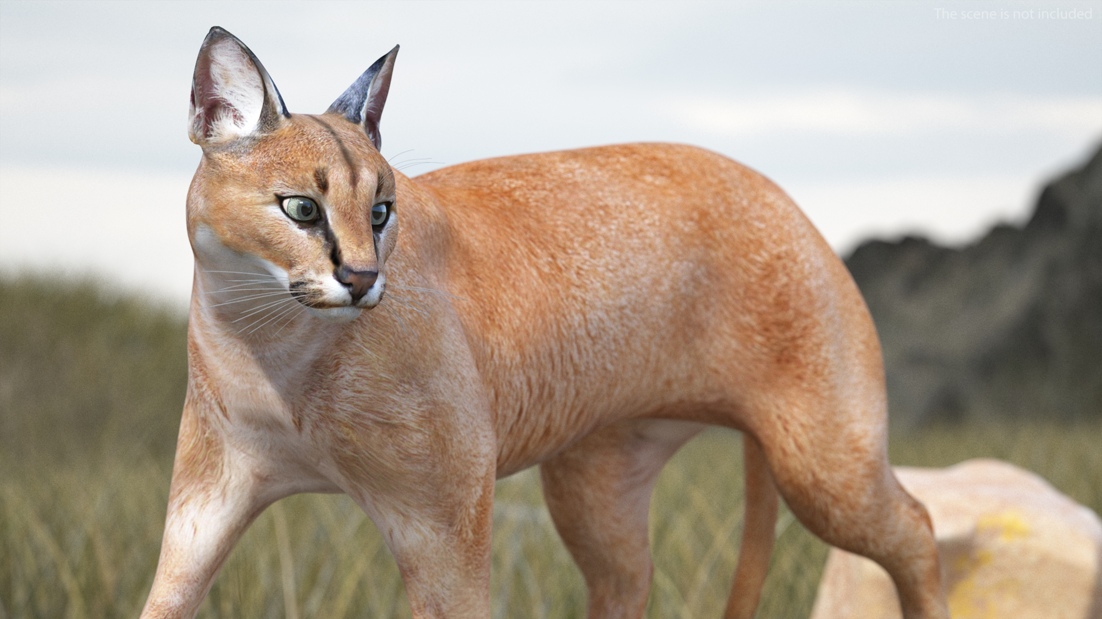 3D Caracal Rigged for Cinema 4D model