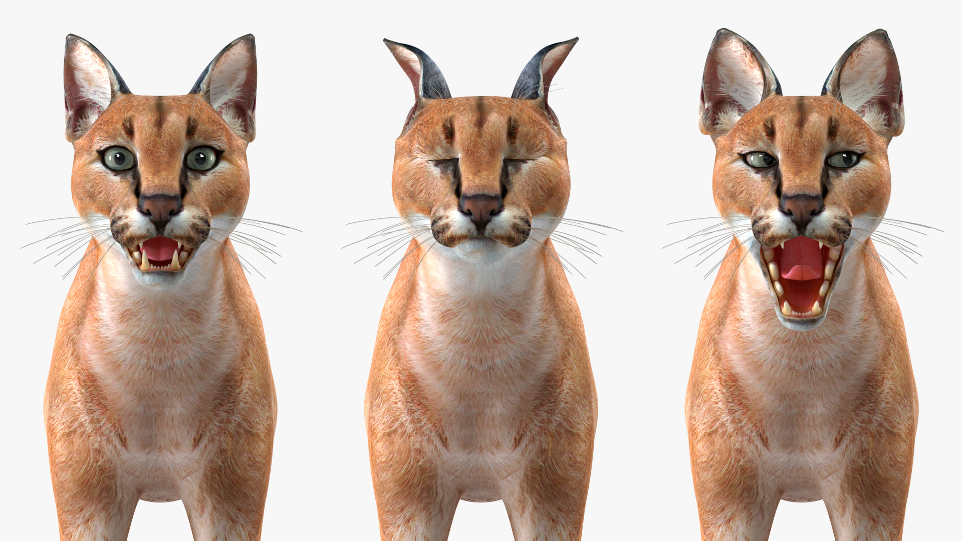 3D Caracal Rigged for Cinema 4D model