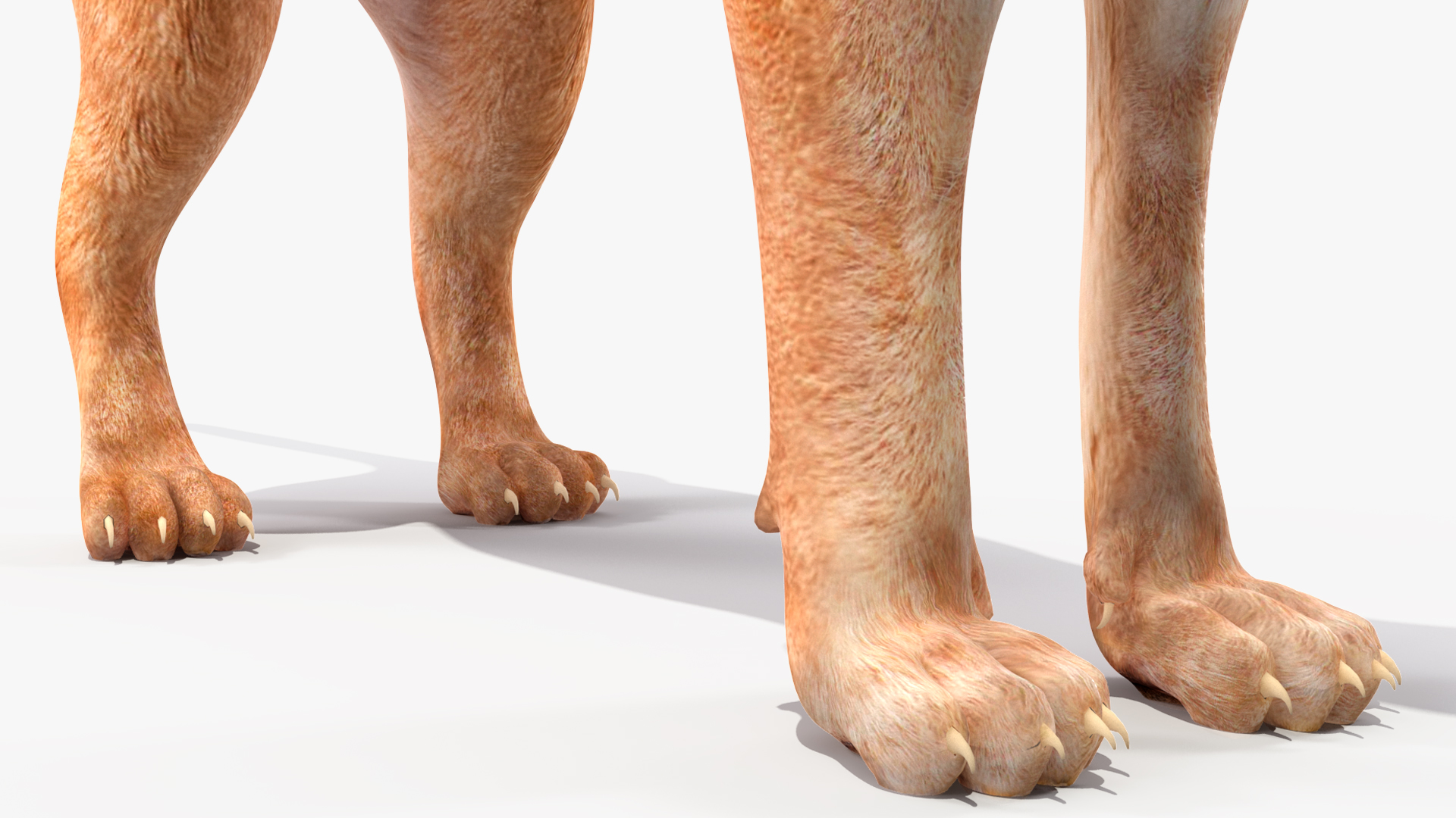 3D Caracal Rigged for Cinema 4D model