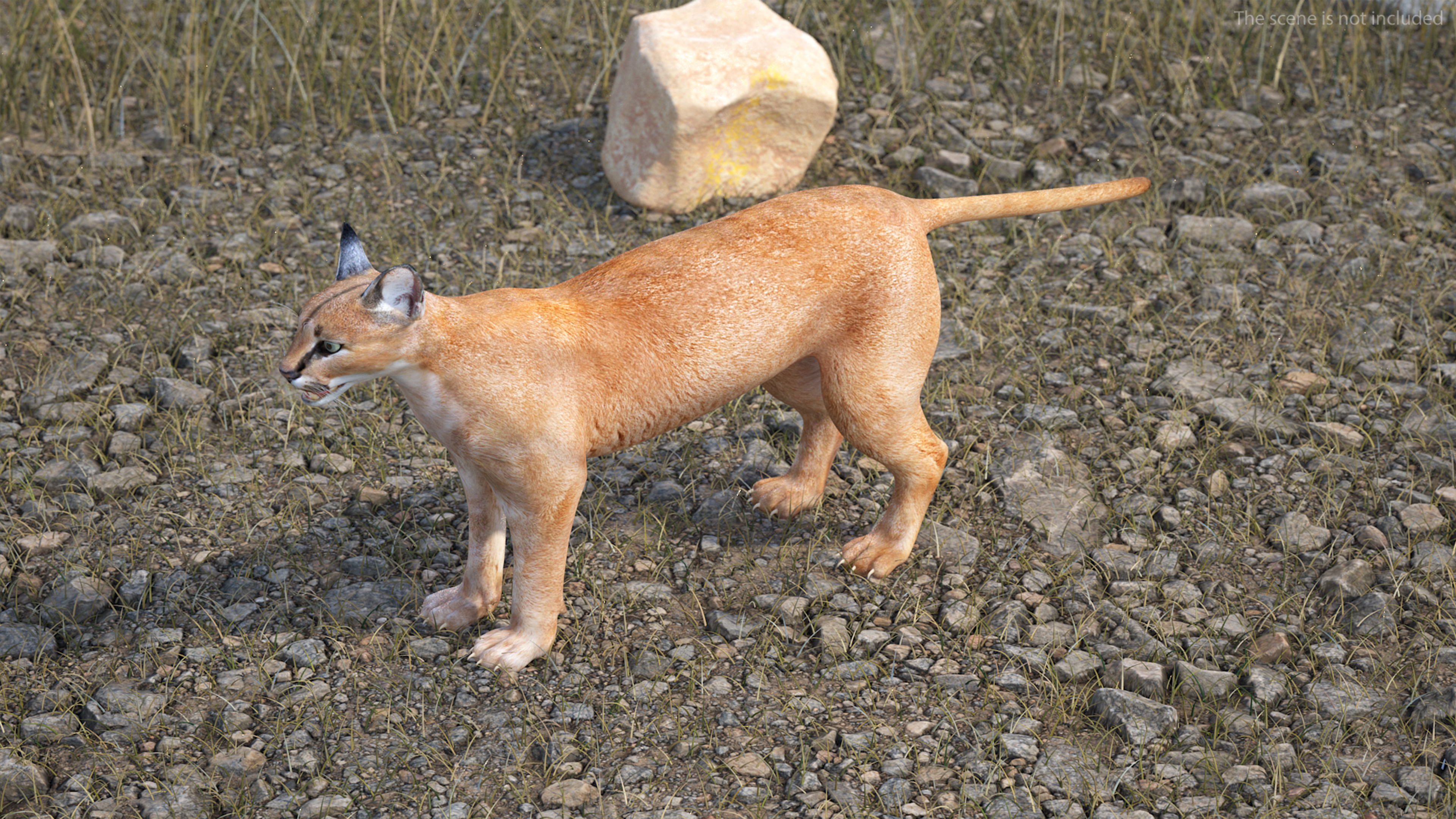 3D Caracal Rigged for Cinema 4D model