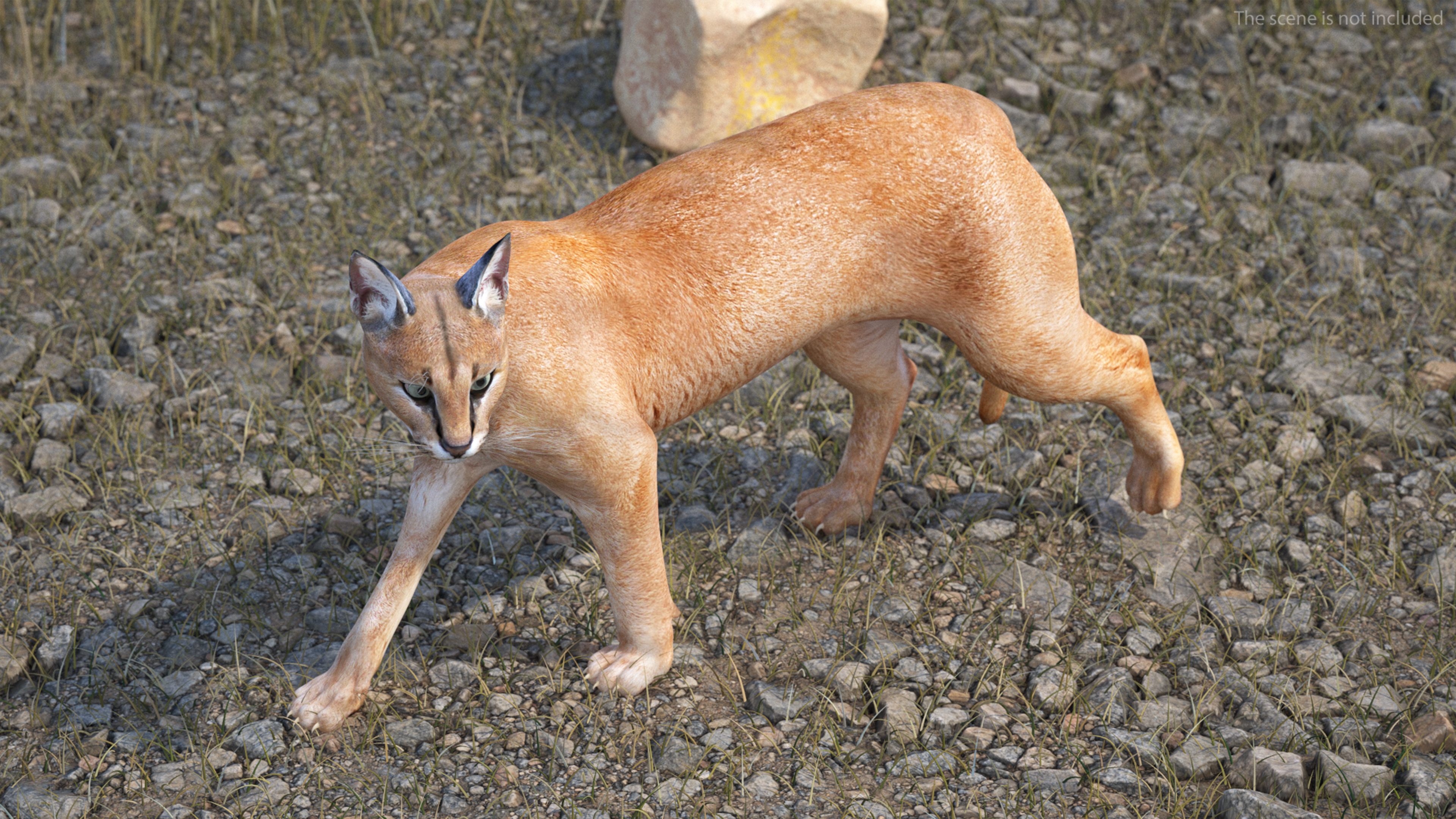 3D Caracal Rigged for Cinema 4D model