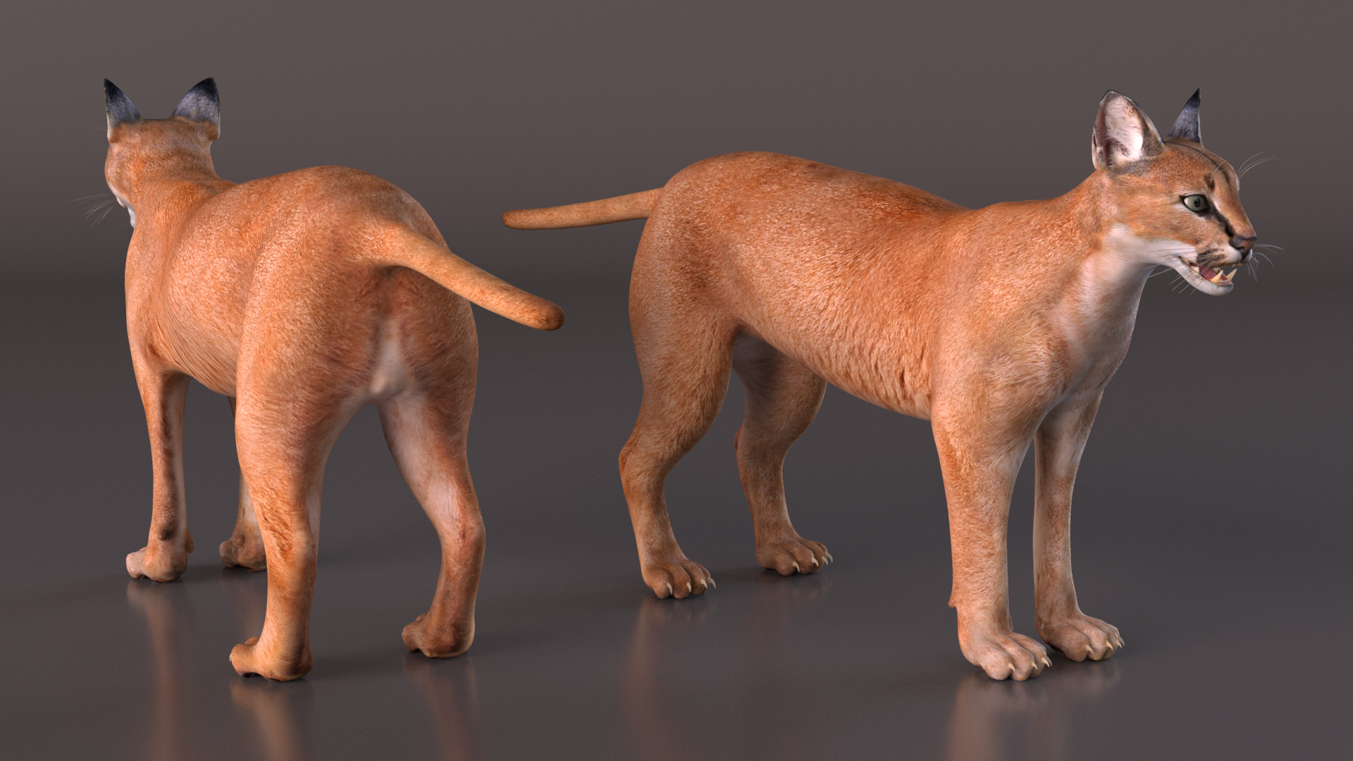 3D Caracal Rigged for Cinema 4D model