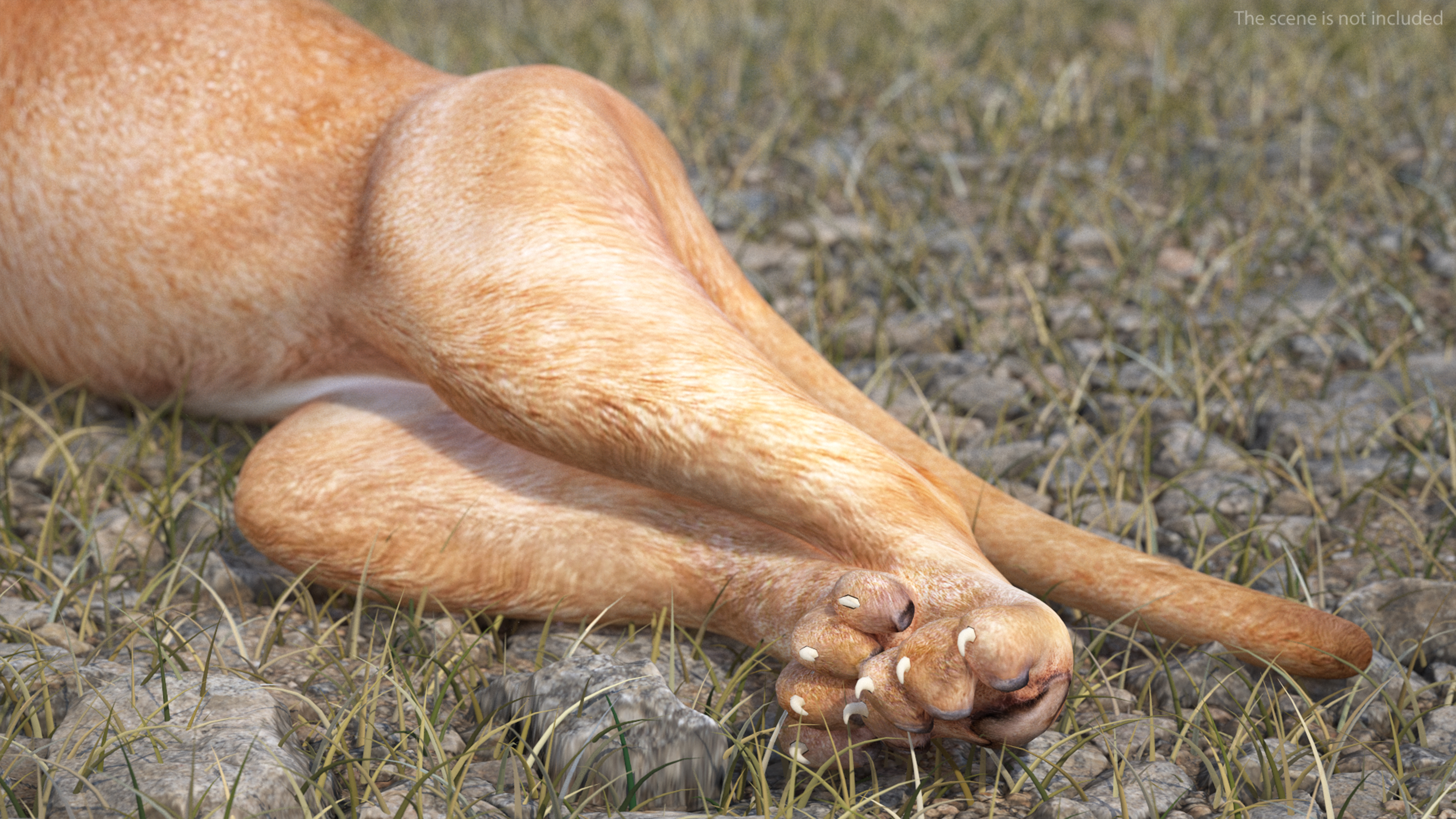 3D Caracal Rigged for Cinema 4D model