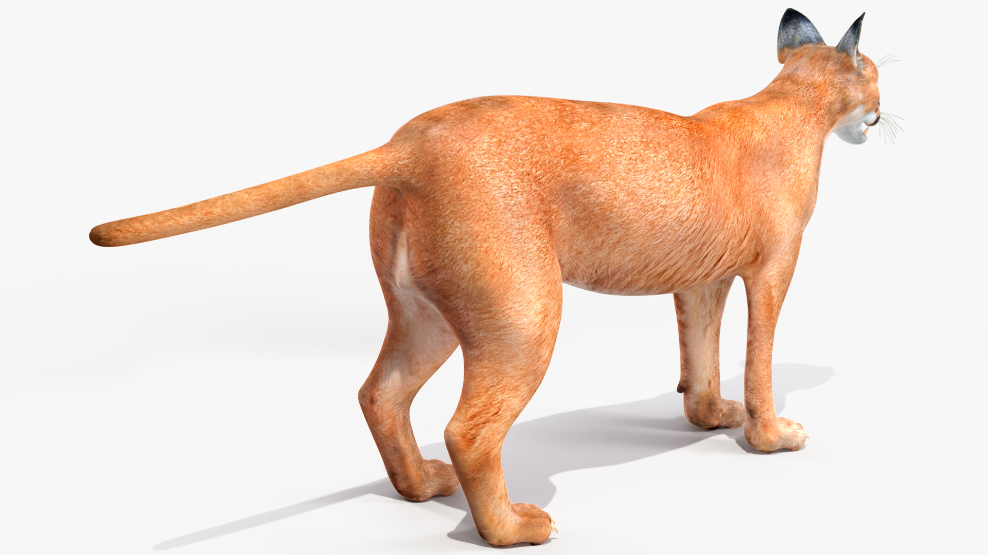 3D Caracal Rigged for Cinema 4D model