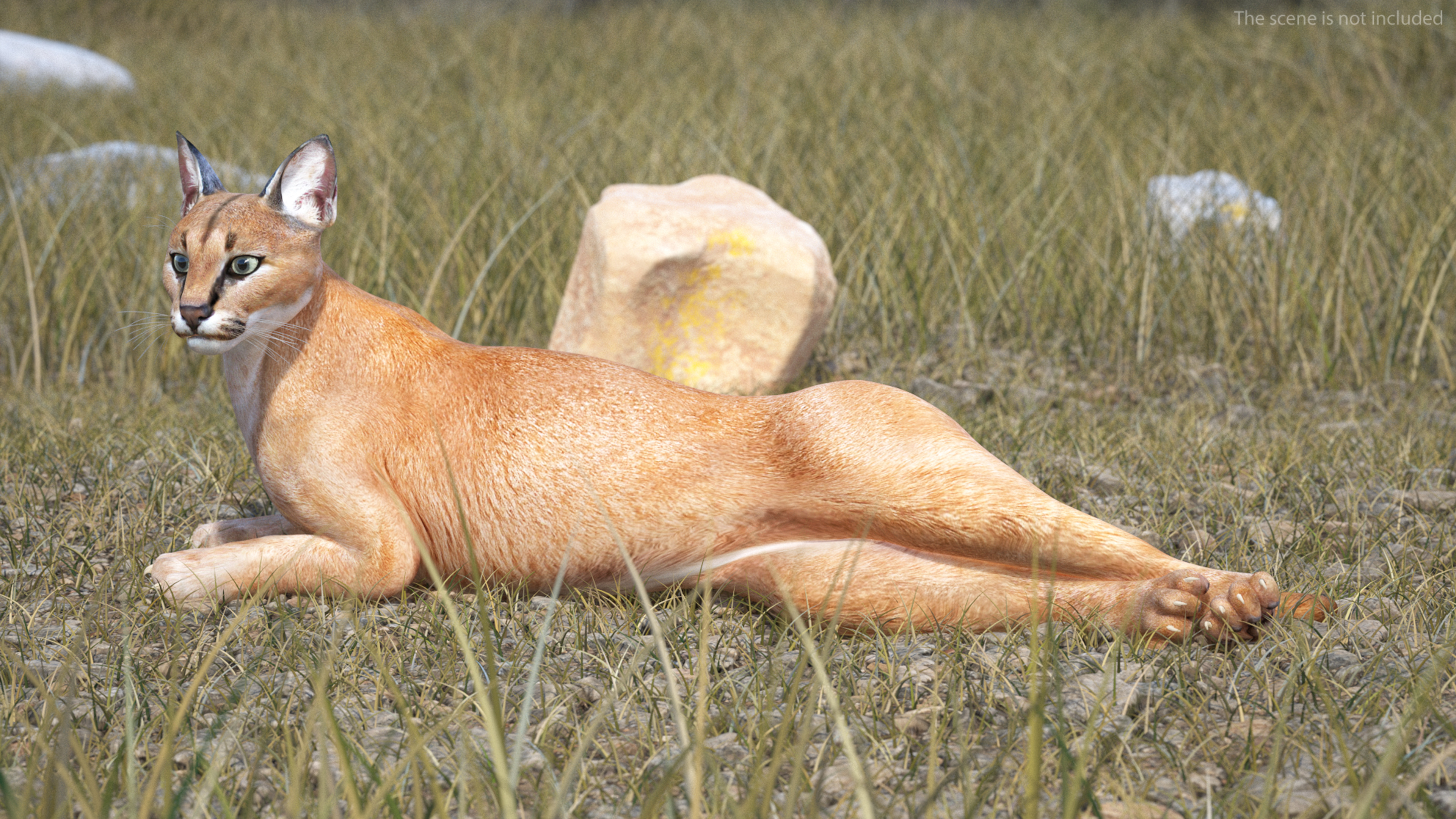 3D Caracal Rigged for Cinema 4D model