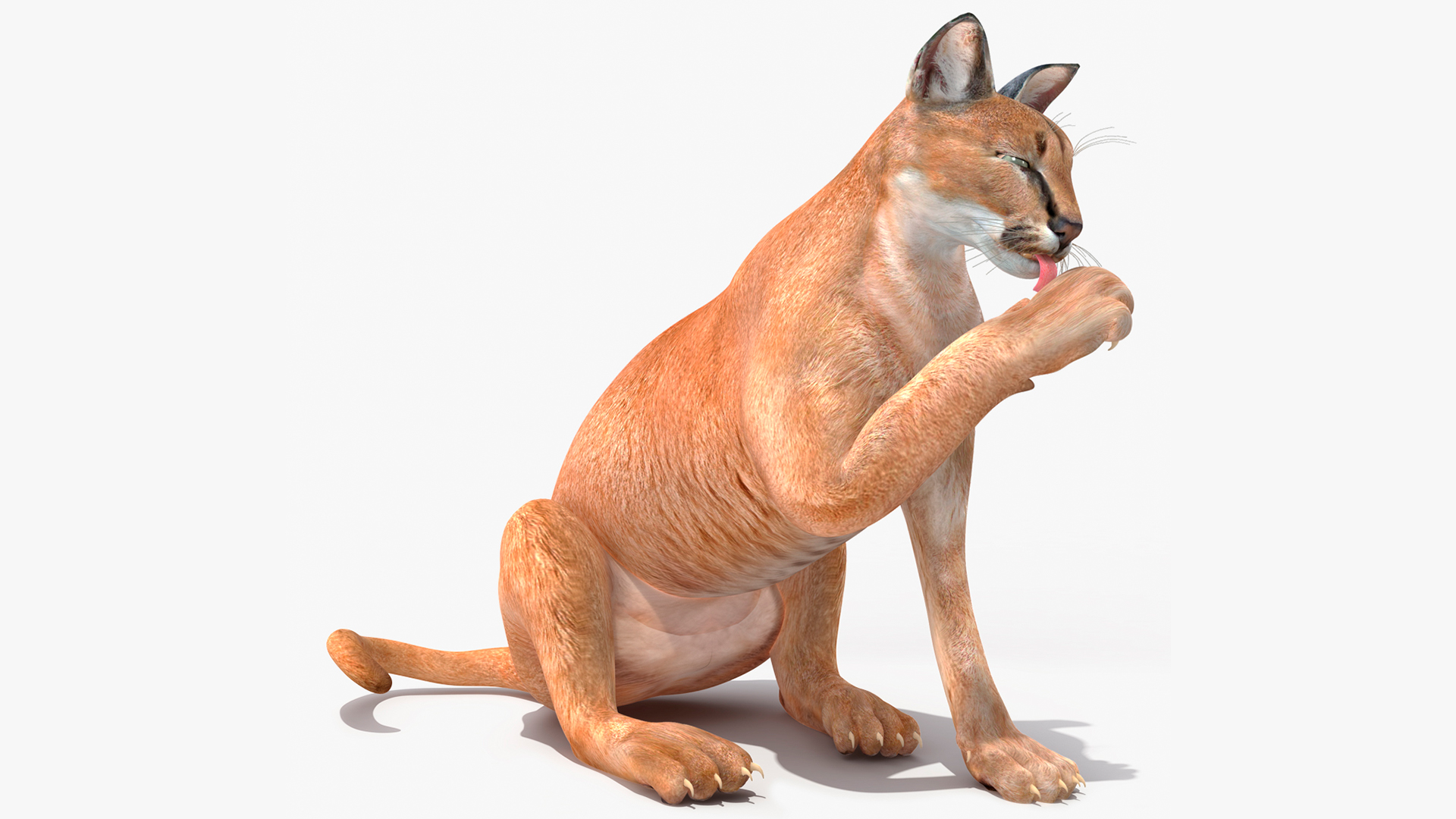 3D Caracal Rigged for Cinema 4D model