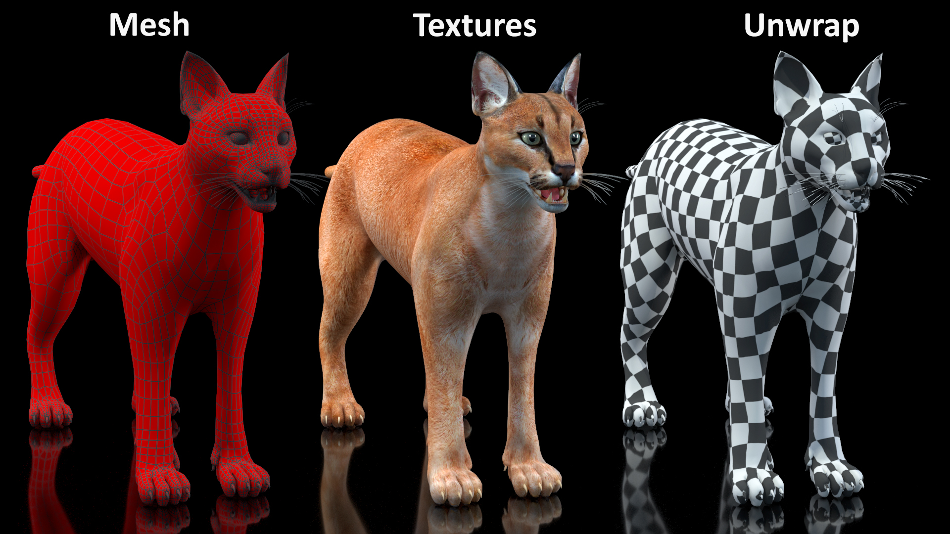 3D Caracal Rigged for Cinema 4D model